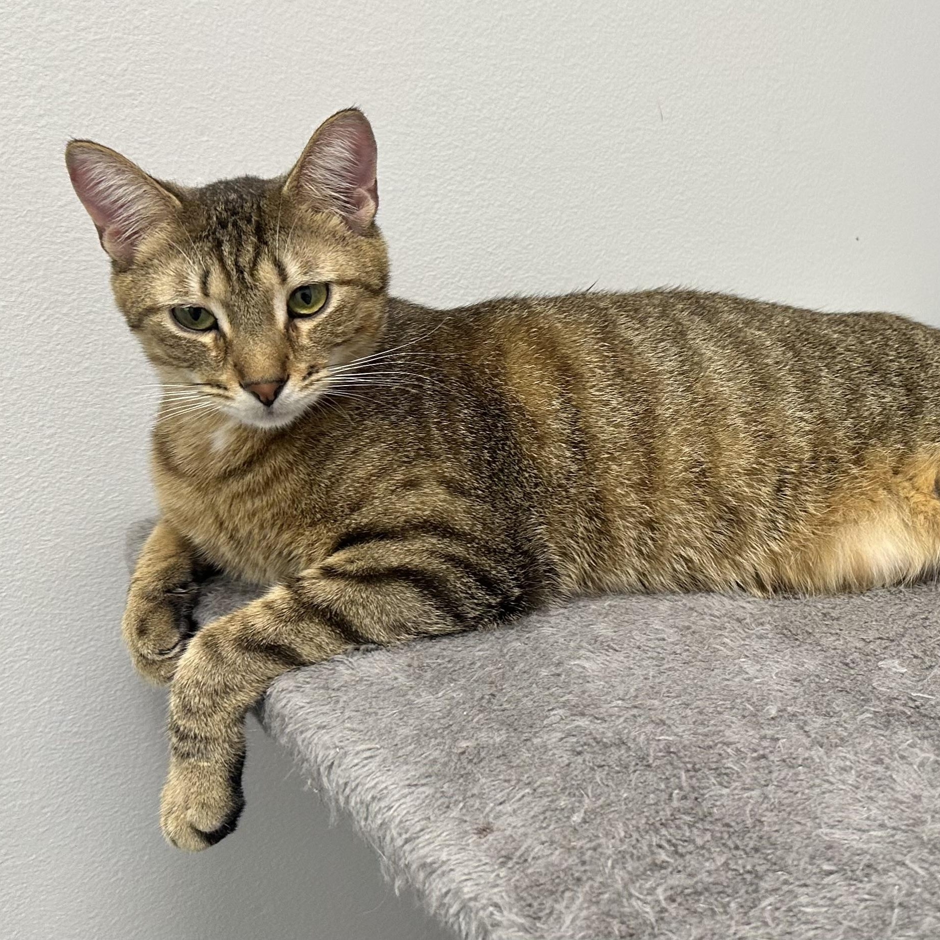 Enlarge Nutmeg, an adoptable Domestic Short Hair in Beaufort, SC image 1/6