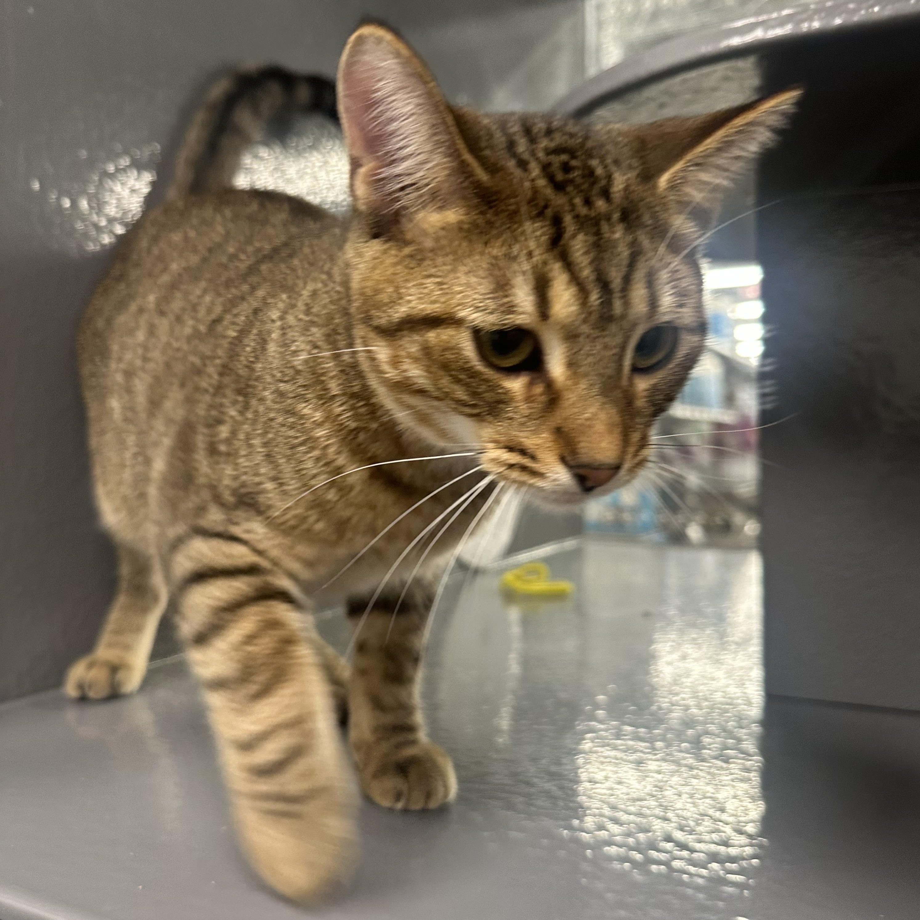 Enlarge Nutmeg, a ADOPTABLE Domestic Short Hair in Beaufort, SC image 5/6