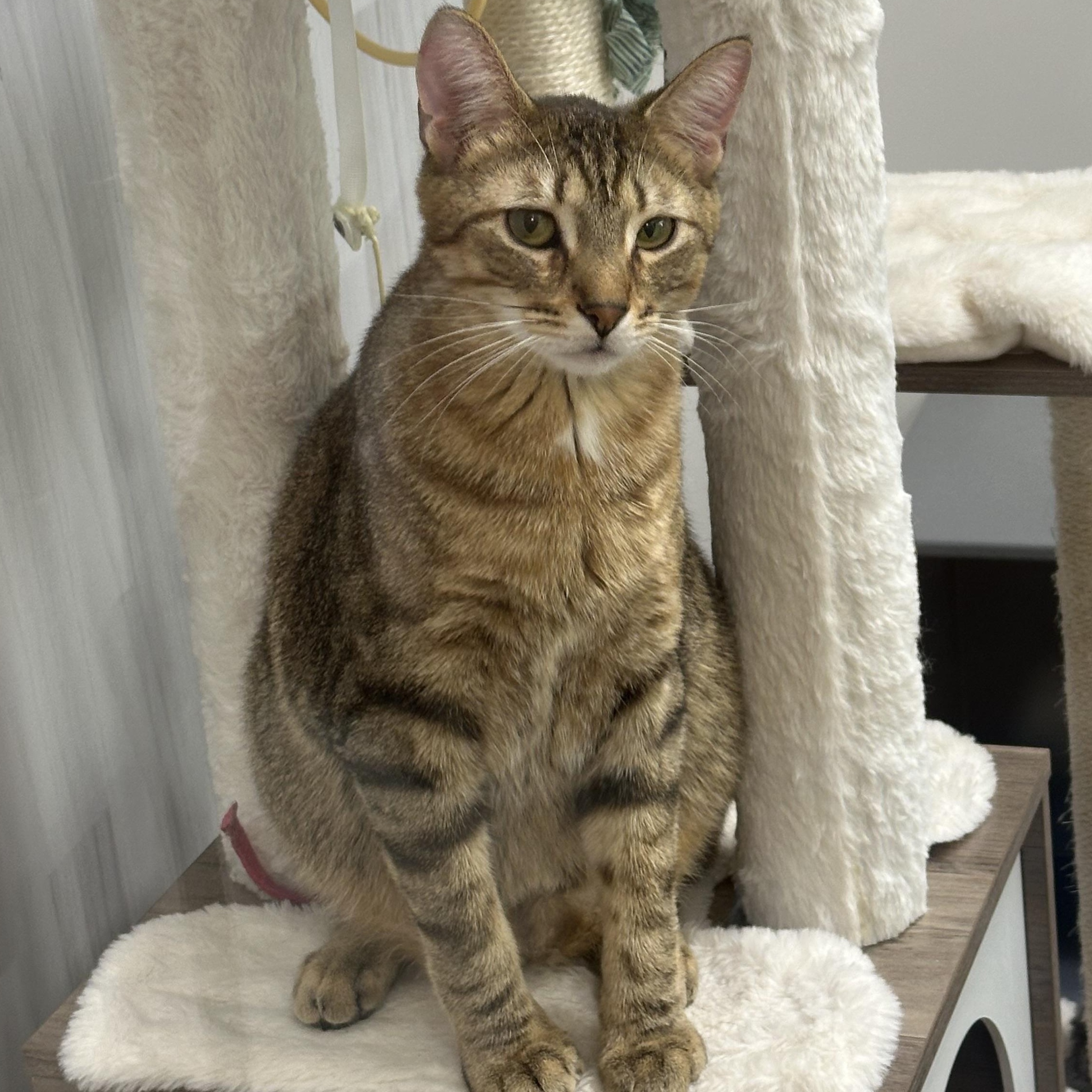 Enlarge Nutmeg, an adoptable Domestic Short Hair in Beaufort, SC image 4/6