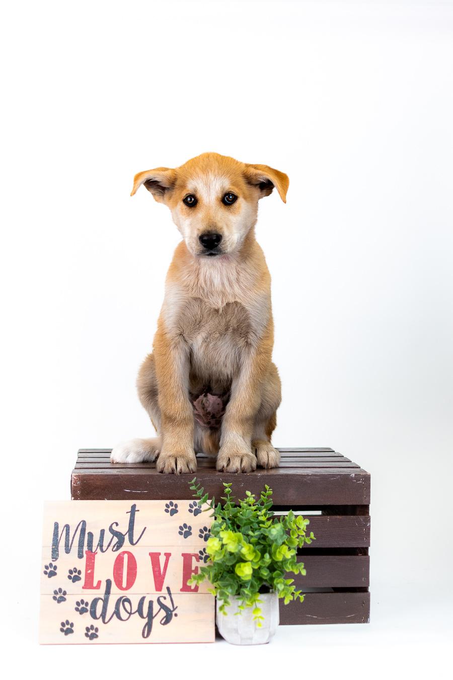 361-26, ADOPTABLE, Puppy Male Husky.