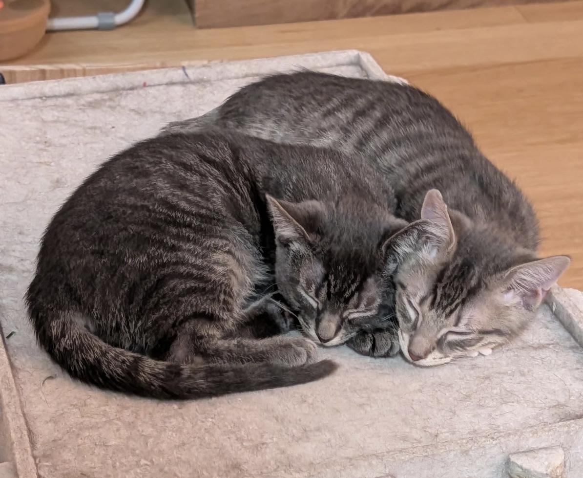 Charlie/Lola Purrfect together , a Adoptable Domestic Short Hair in East Hanover, NJ image 3/3