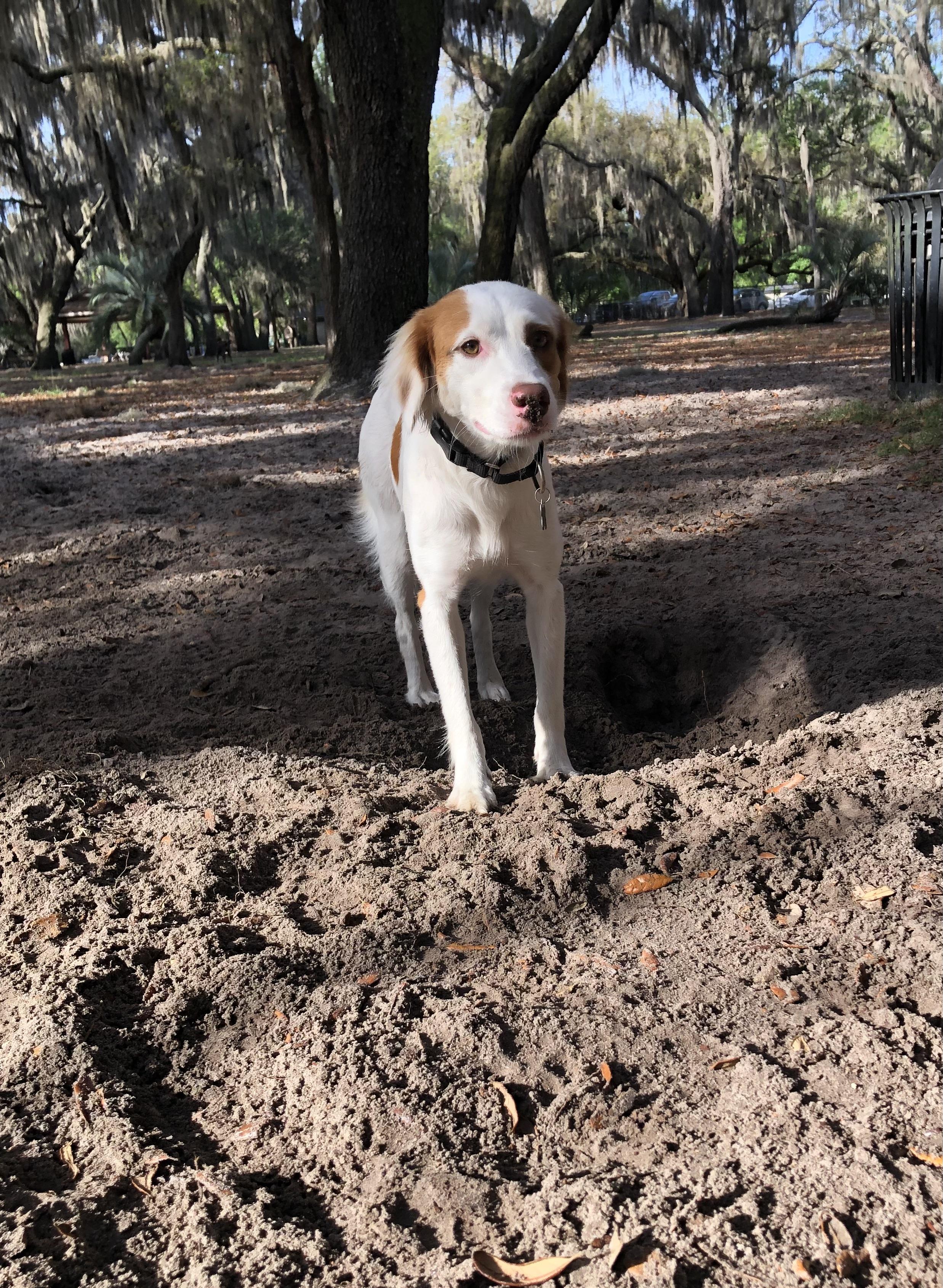 Enlarge Dina, an adoptable mixed breed in Orlando, FL image 2/6