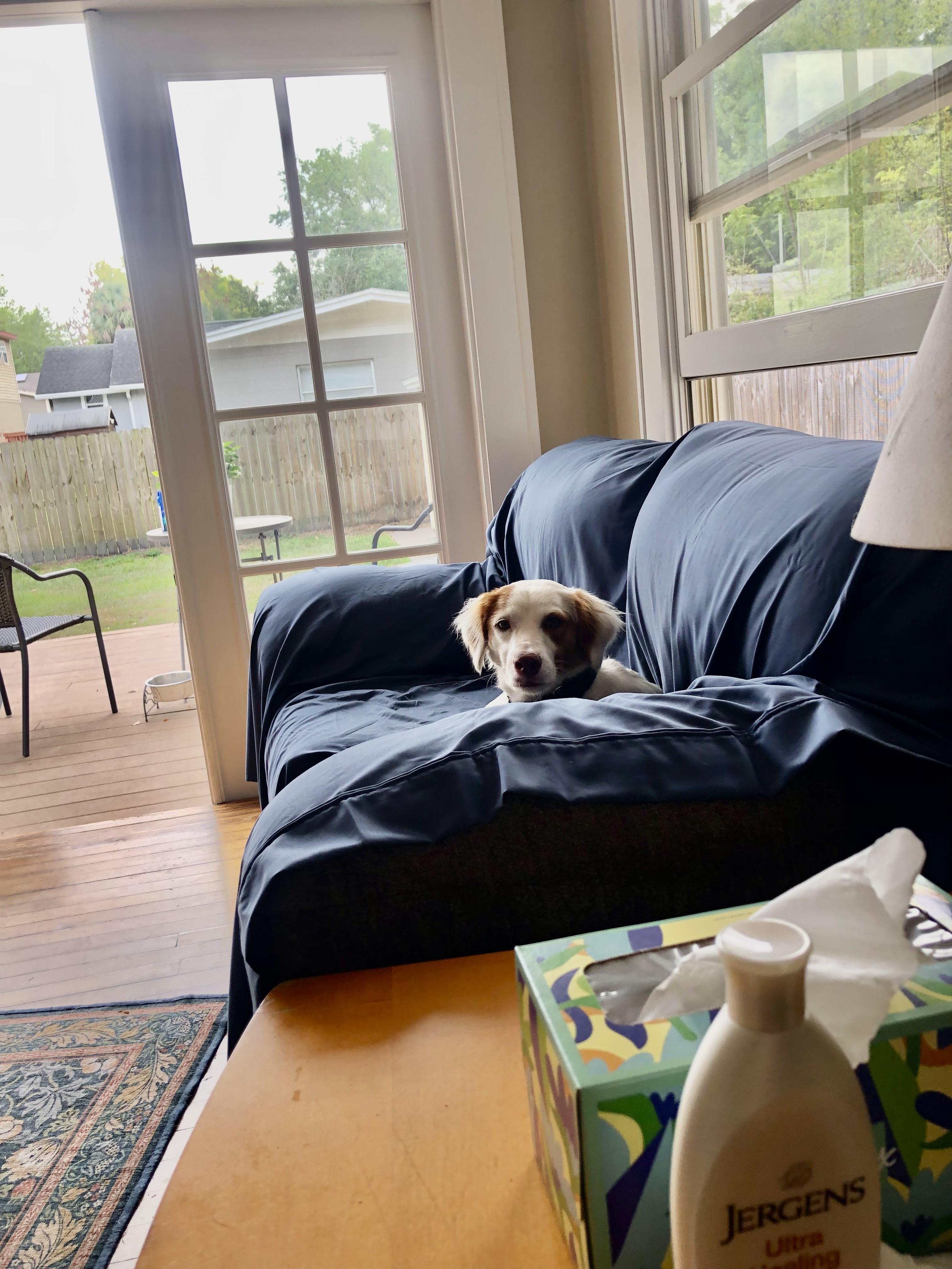 Enlarge Dina, an adoptable mixed breed in Orlando, FL image 5/6