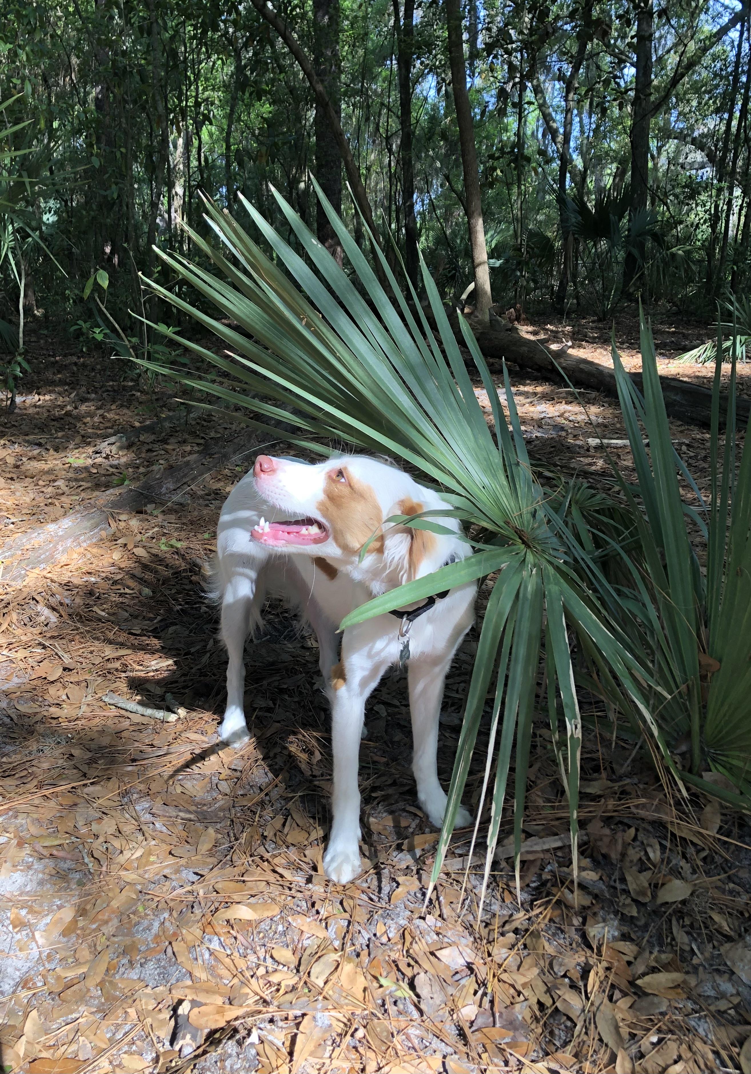 Enlarge Dina, an adoptable mixed breed in Orlando, FL image 6/6
