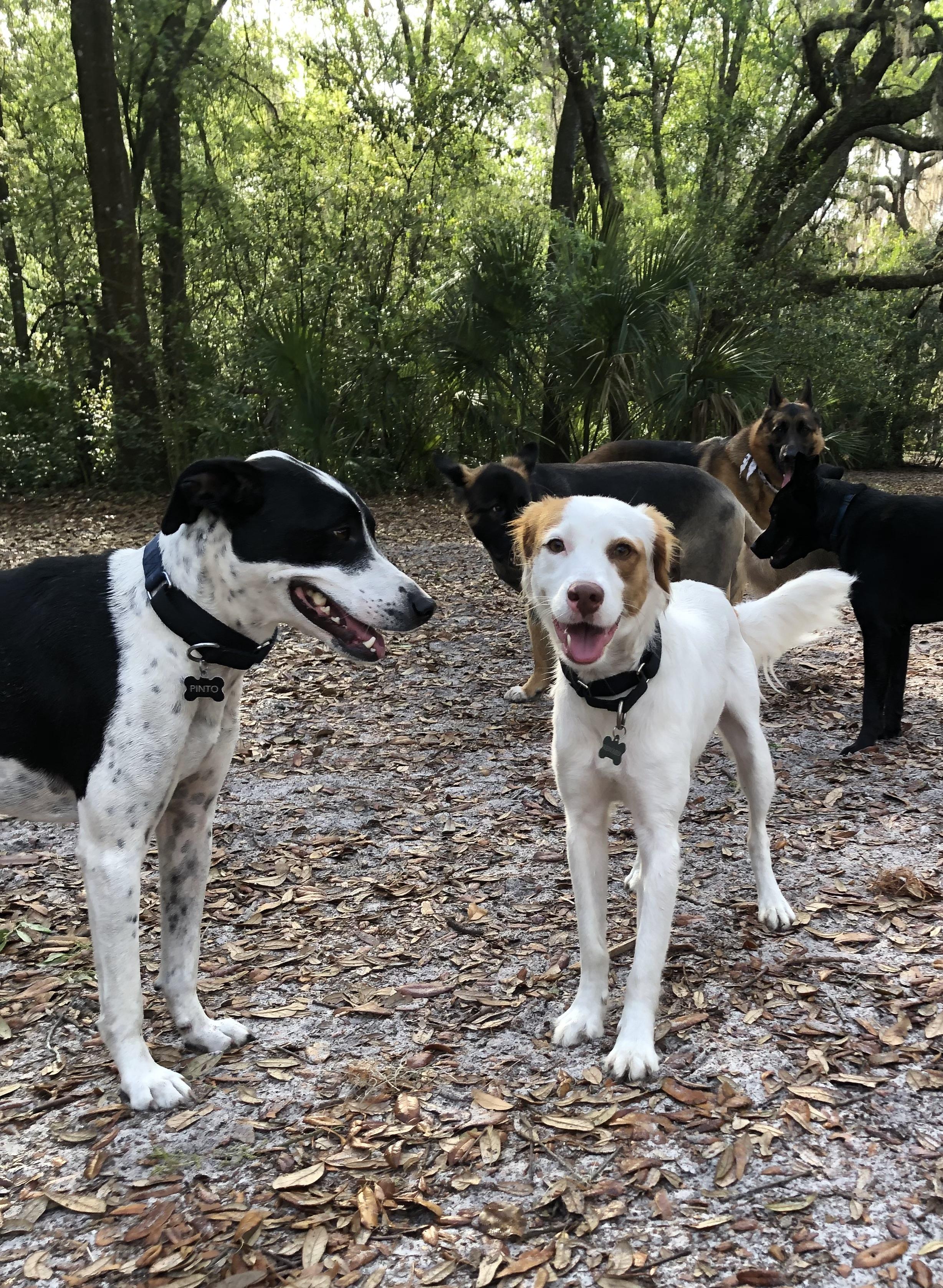 Enlarge Dina, an adoptable mixed breed in Orlando, FL image 3/6