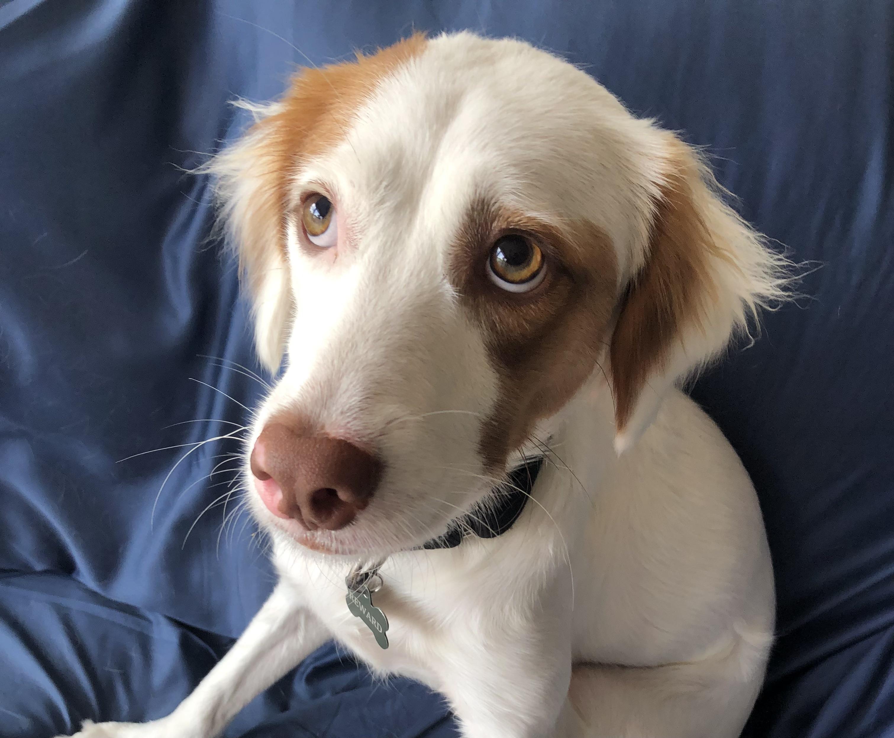 Dina, adoptable, Young Female Brittany Spaniel & Border Collie.