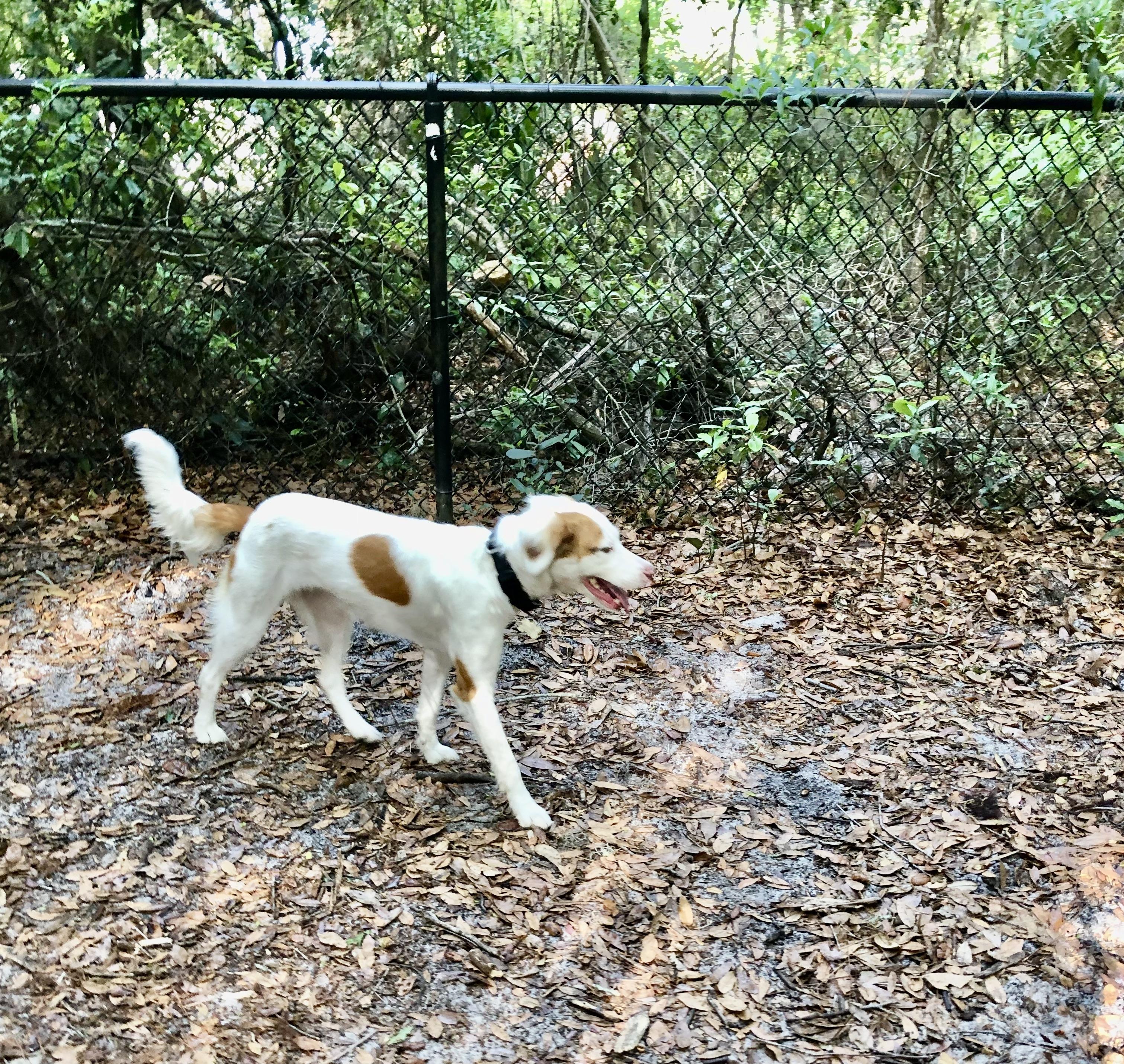 Enlarge Dina, an adoptable mixed breed in Orlando, FL image 4/6