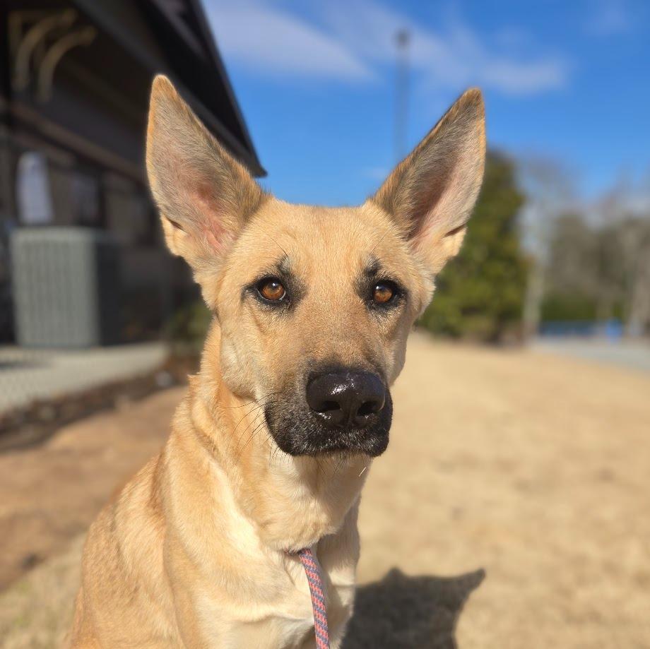 Enlarge Lola +, a Adoptable mixed breed in Douglasville, GA image 1/3