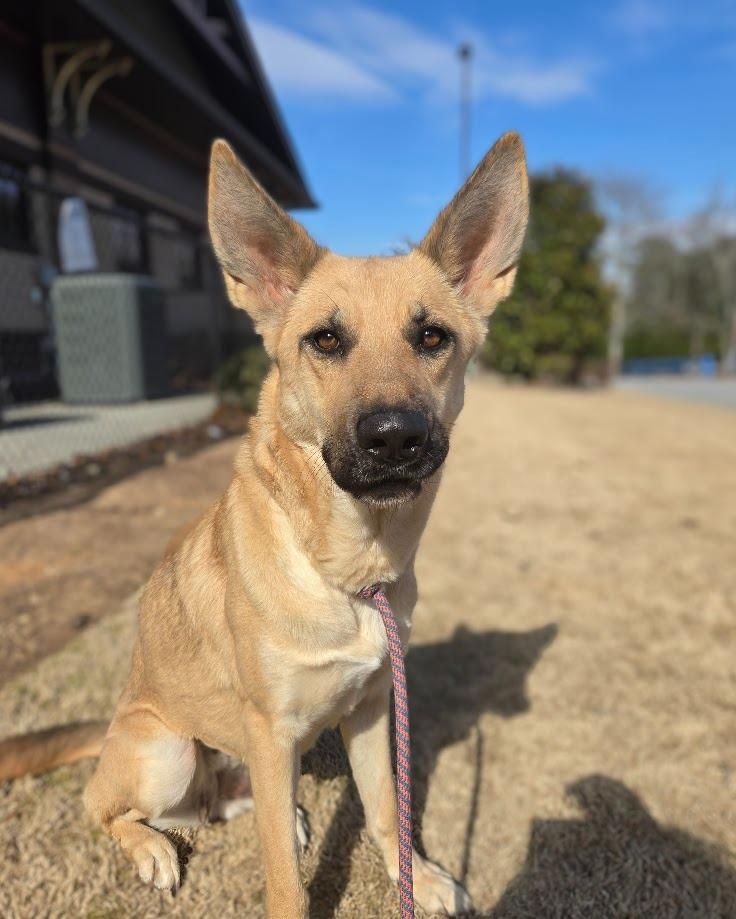 Enlarge Lola +, a Adoptable mixed breed in Douglasville, GA image 2/3