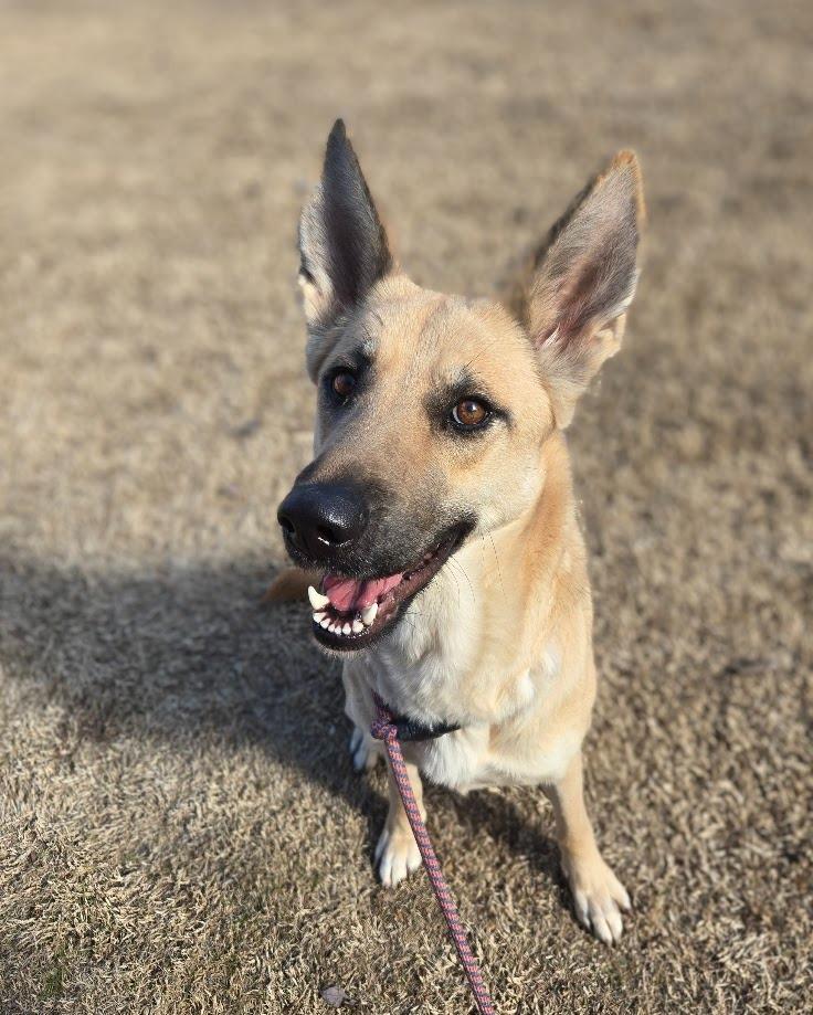 Enlarge Lola +, a Adoptable mixed breed in Douglasville, GA image 3/3