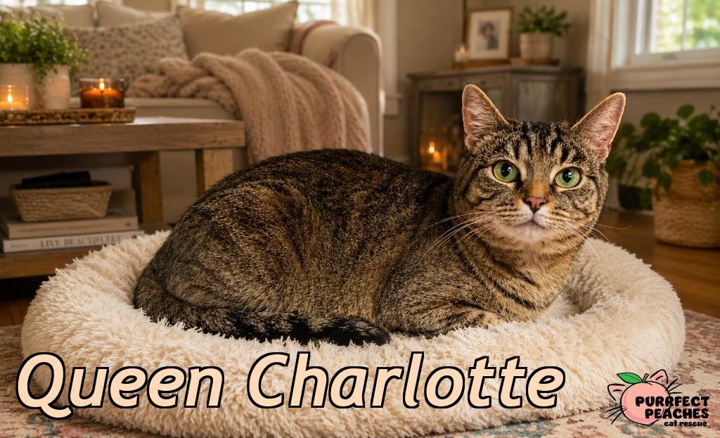 Queen Charlotte, a Adoptable mixed breed in Douglasville, GA image 1/3