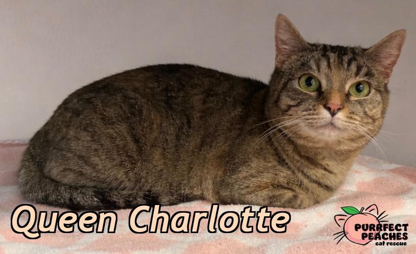 Queen Charlotte, a Adoptable mixed breed in Douglasville, GA image 2/3
