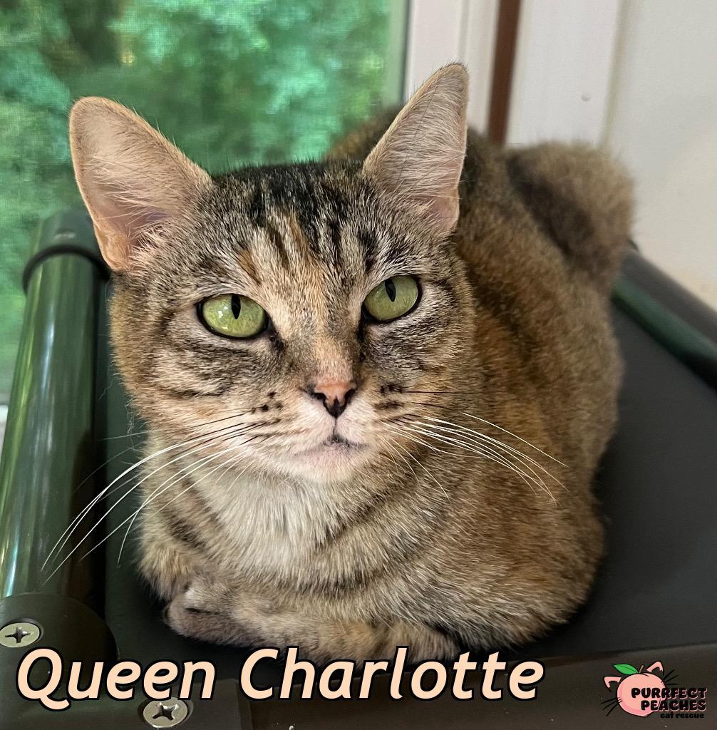 Queen Charlotte, a Adoptable mixed breed in Douglasville, GA image 3/3