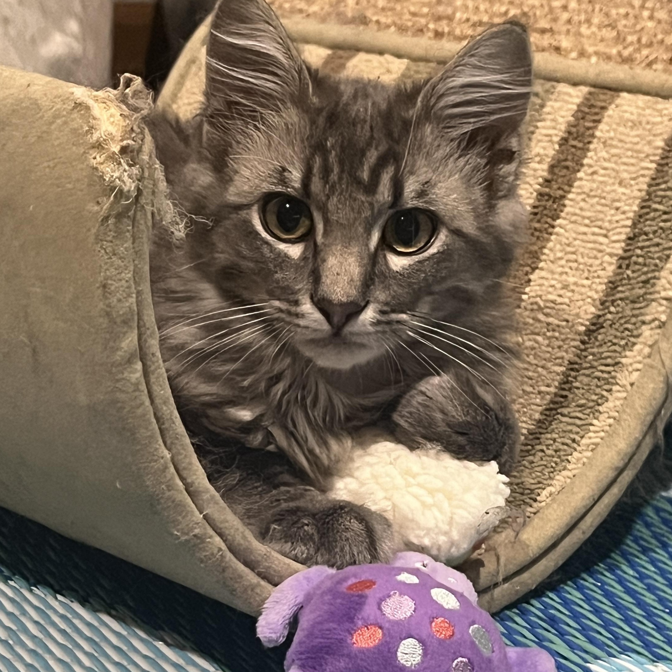 Arwen Undomiel (Evenstar), adopted, Kitten Female Domestic Long Hair & Maine Coon.