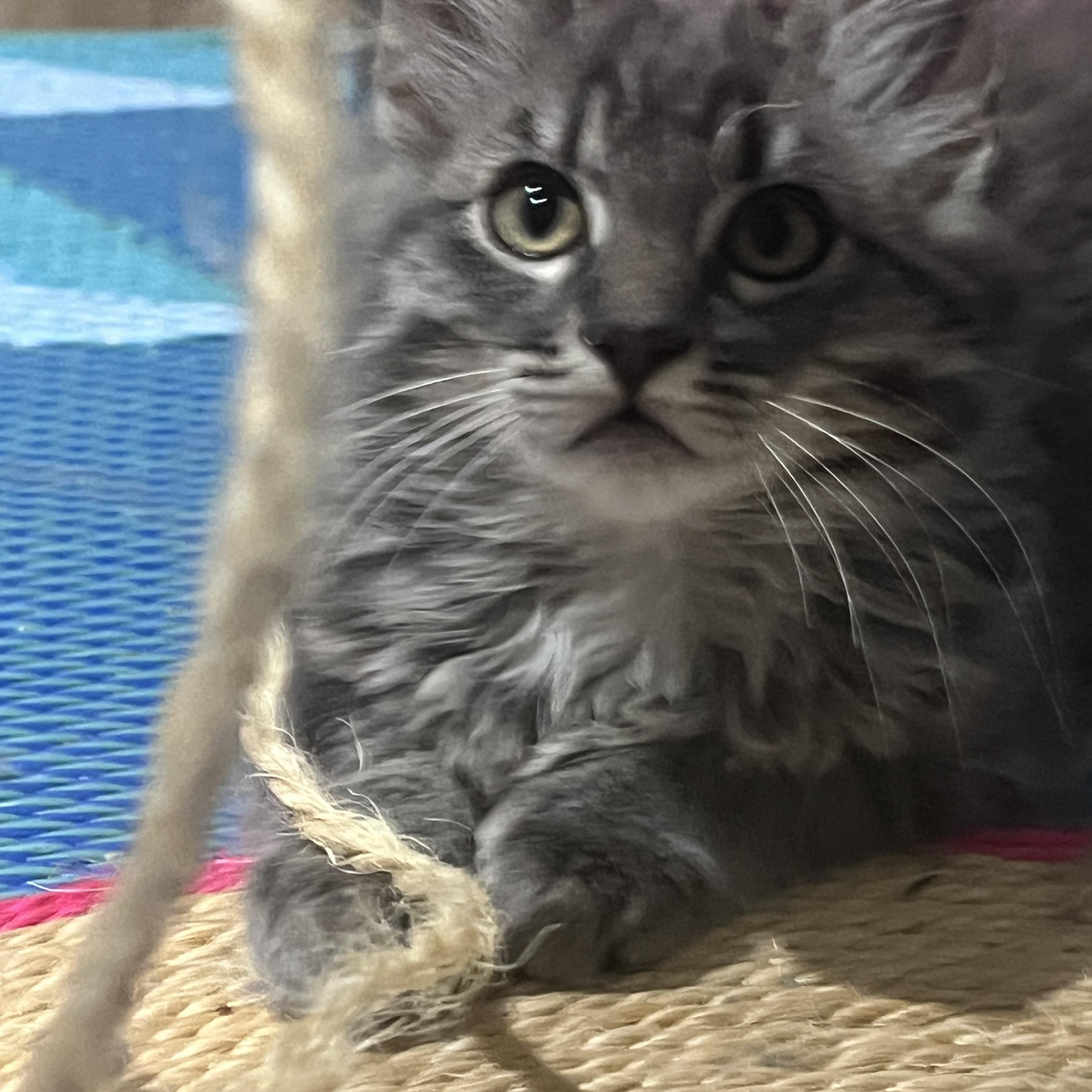 Arwen Undomiel (Evenstar), an adopted mixed breed in OVERLAND PARK, KS image 2/3