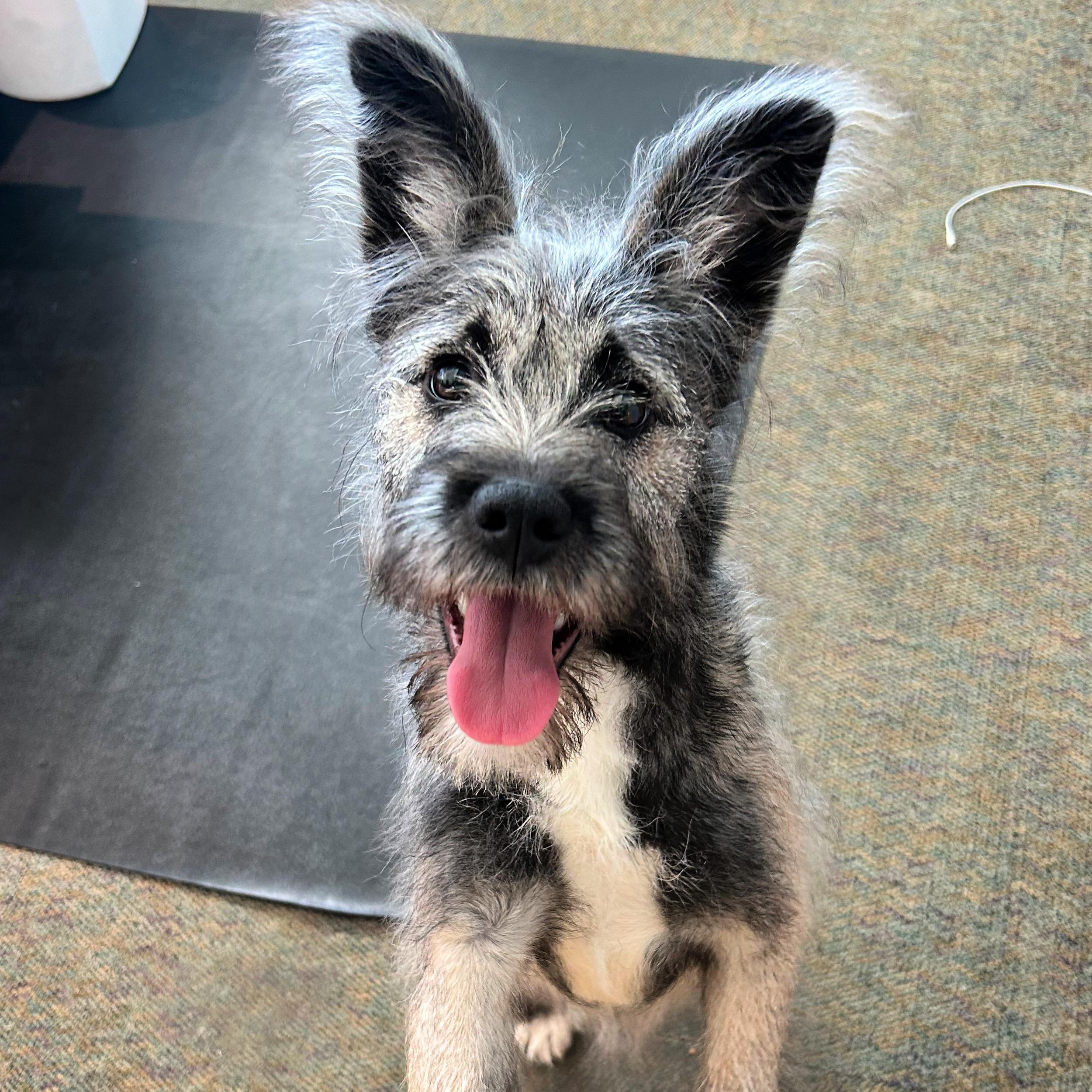 Kansas, adopted, Young Female Terrier.