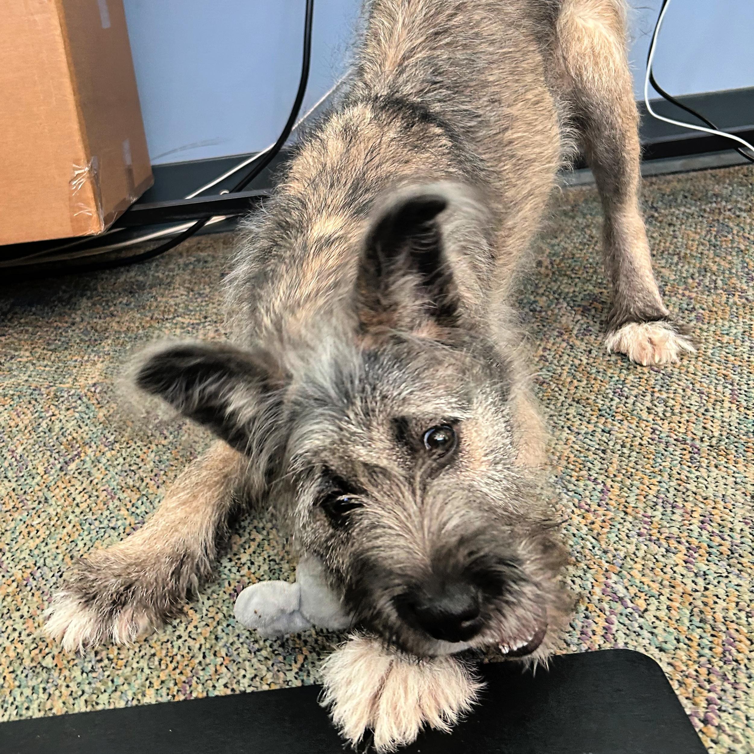 Kansas, an adopted mixed breed in Lindon, UT image 2/5