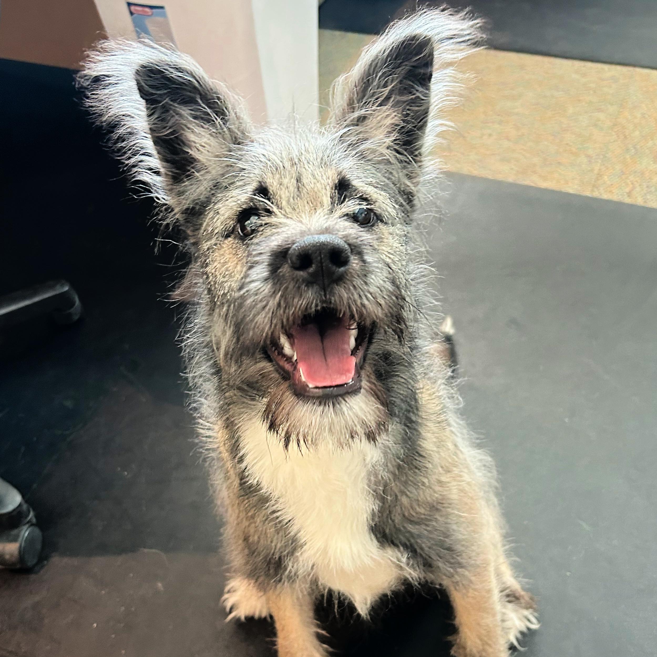 Kansas, an adopted mixed breed in Lindon, UT image 3/5