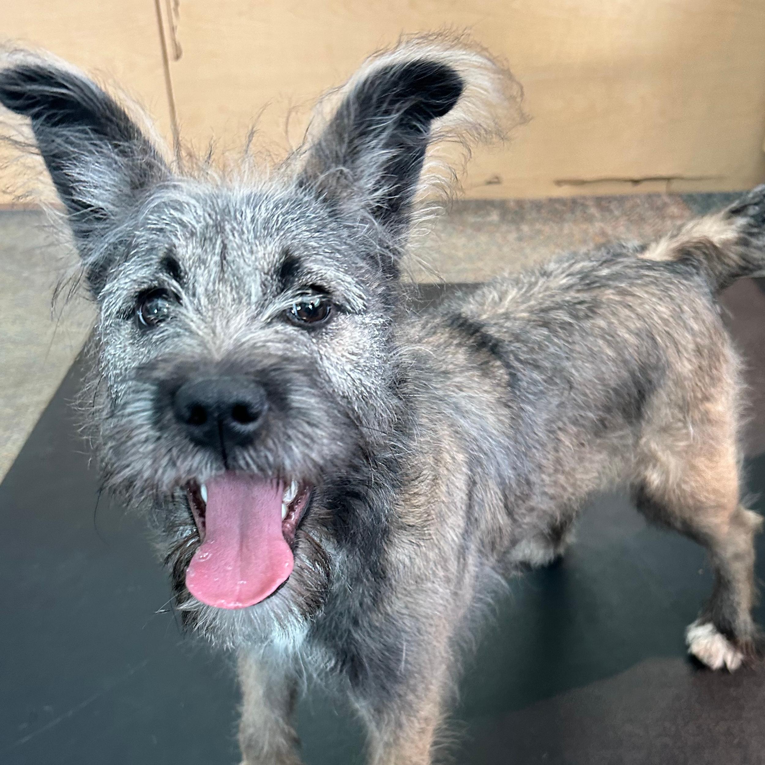 Kansas, an adopted mixed breed in Lindon, UT image 5/5