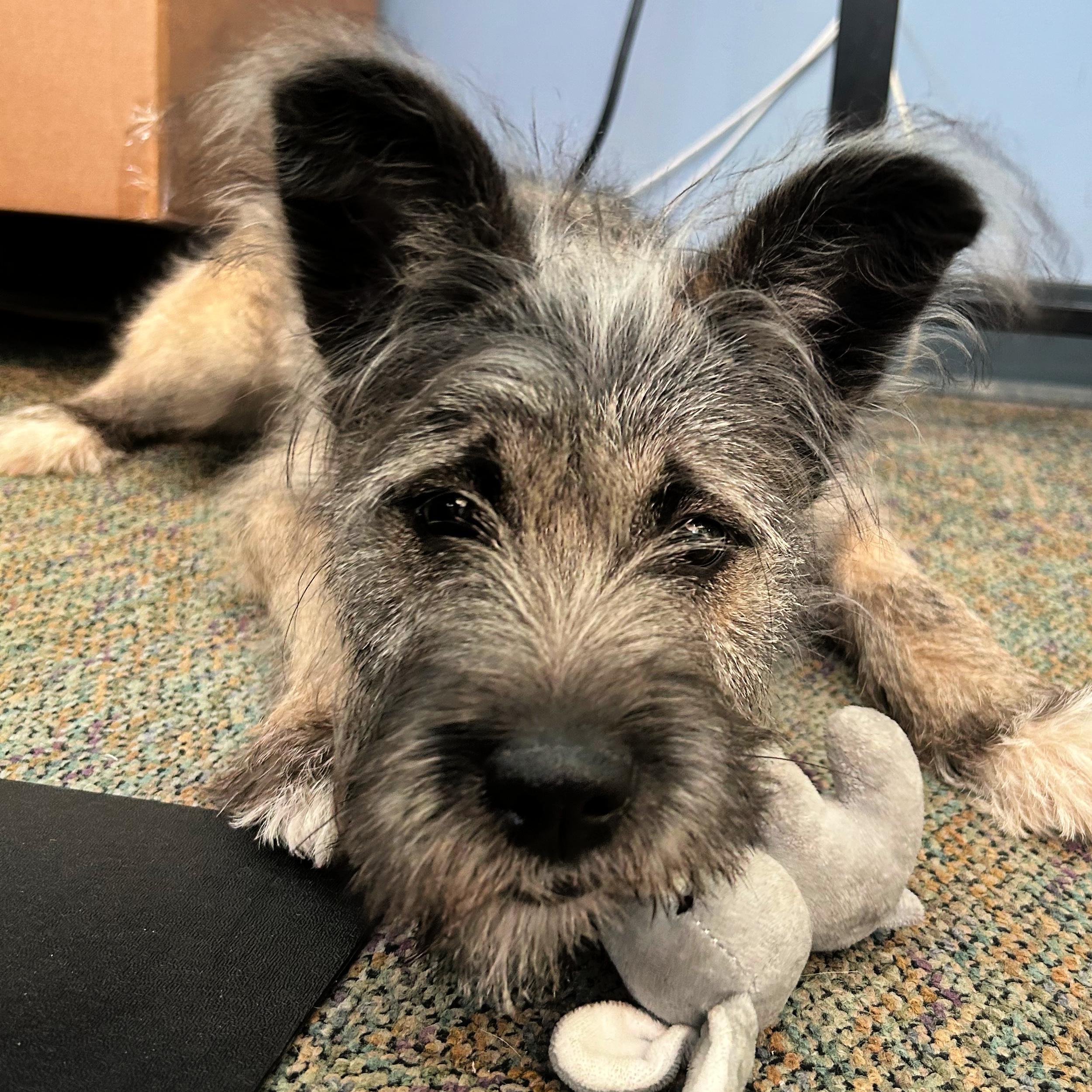 Kansas, an adopted mixed breed in Lindon, UT image 4/5