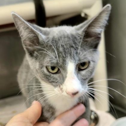 Enlarge Tato, a Adoptable Domestic Short Hair in Athens, GA image 2/2