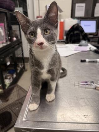 Tato, Adoptable, Kitten Male Domestic Short Hair.