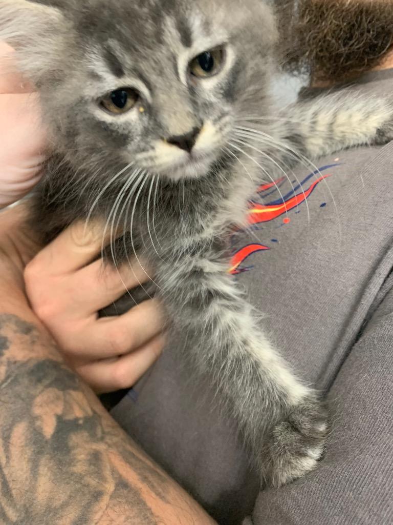 Anubis, a Adoptable mixed breed in Douglasville, GA image 2/2