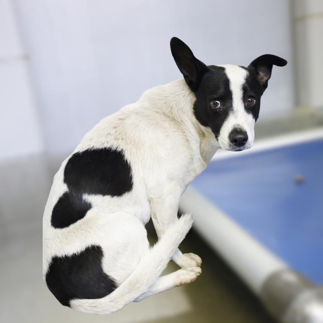 Marco, a Adoptable mixed breed in Hagerstown, MD image 2/2