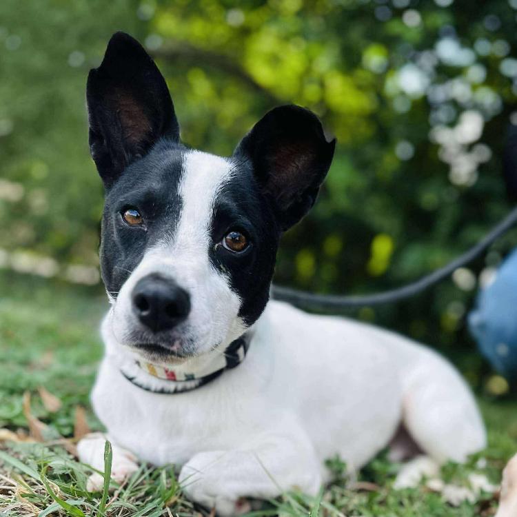 Marco, a Adoptable mixed breed in Hagerstown, MD image 1/2