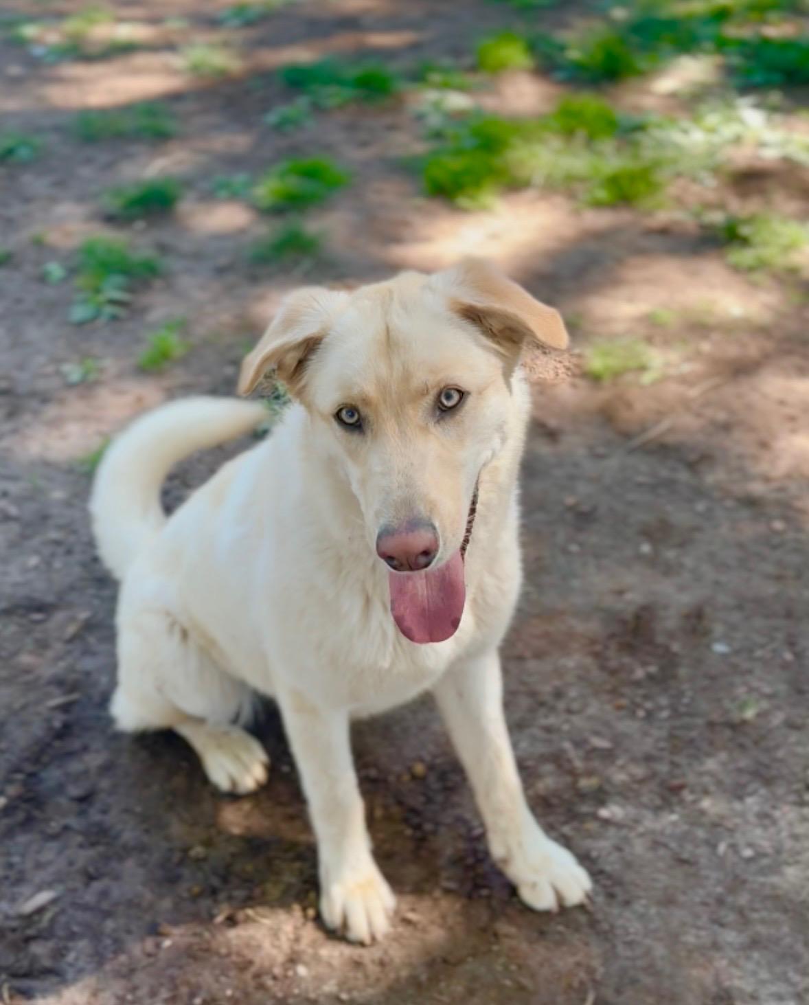 Sunny, ADOPTABLE, Young Female Labrador Retriever & Great Pyrenees.