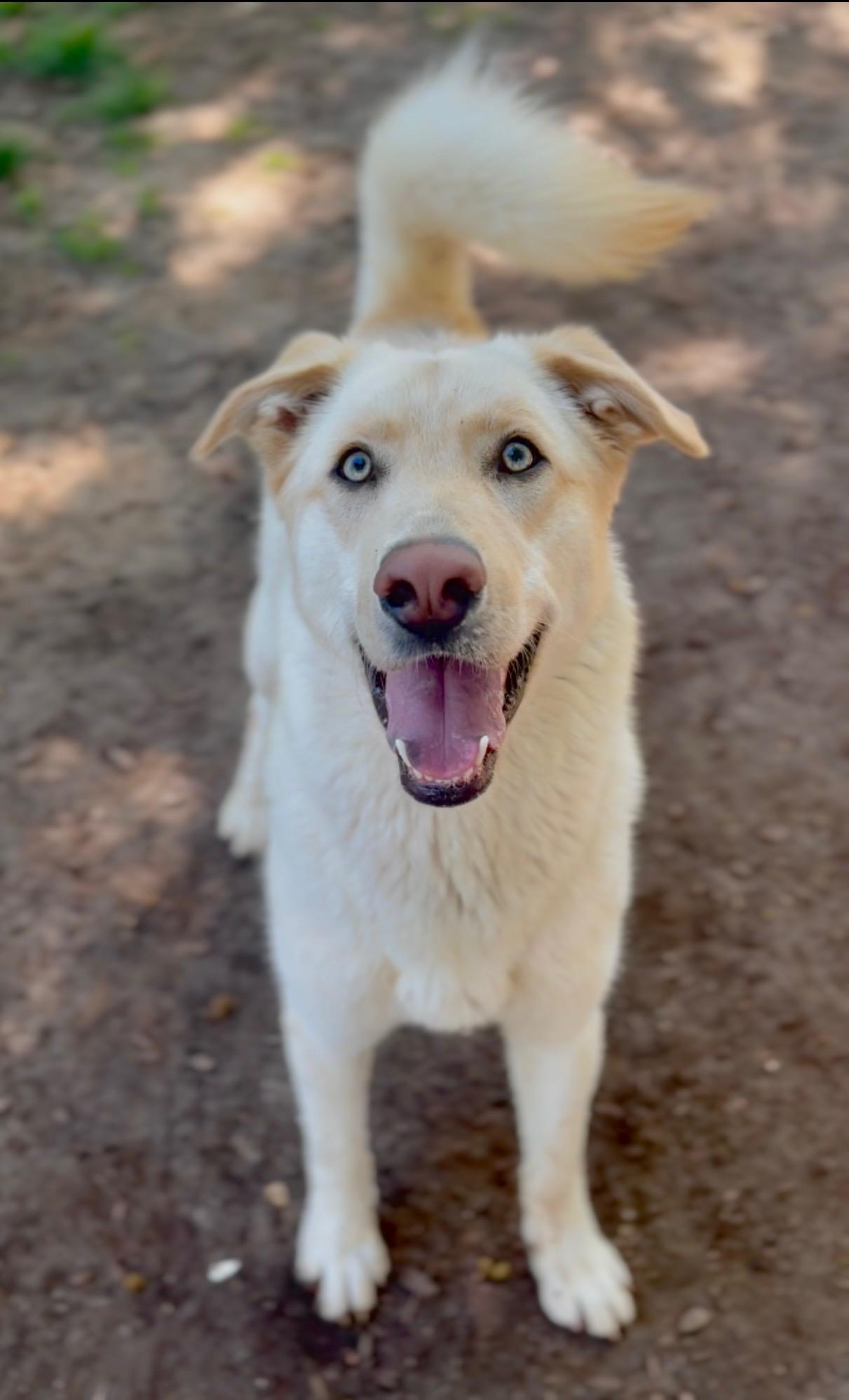 Sunny, a ADOPTABLE mixed breed in Albuquerque, NM image 2/2
