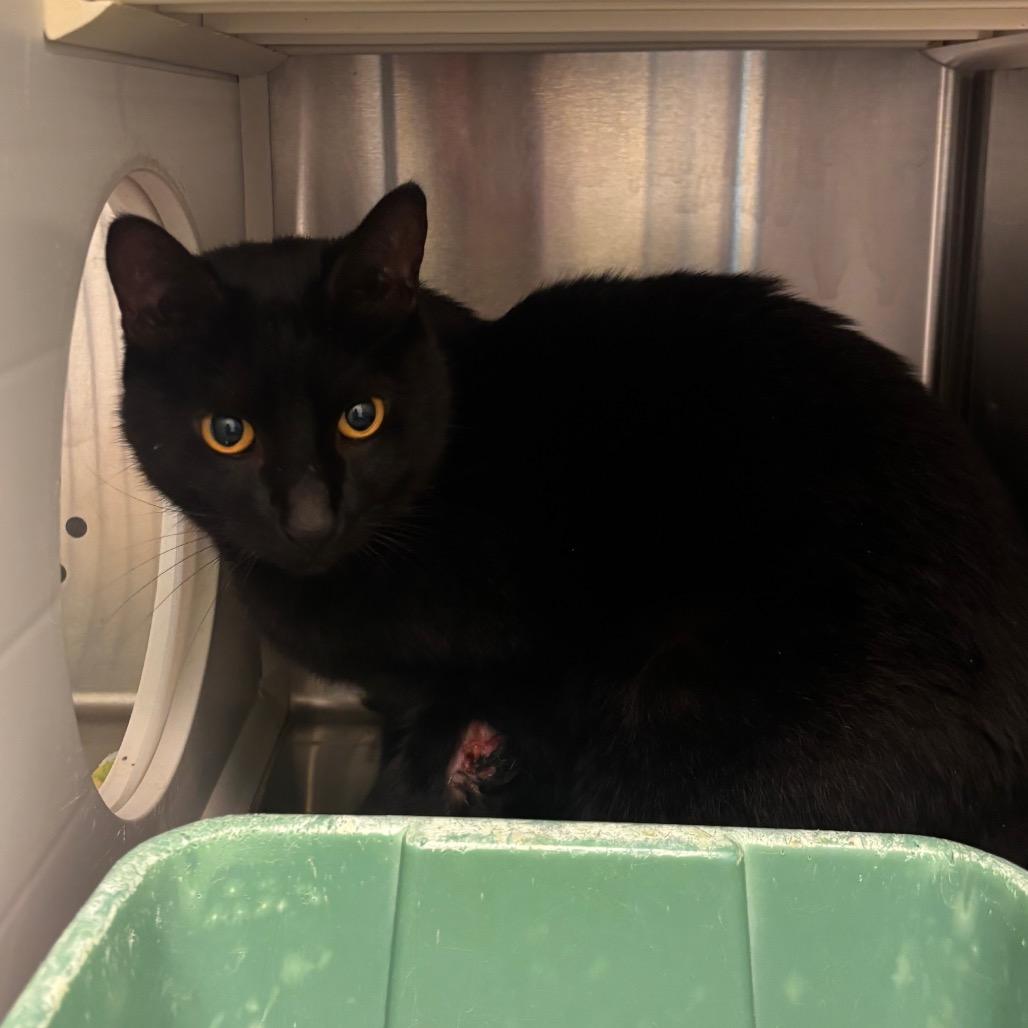 Bird, Adoptable, Adult Male Domestic Short Hair.