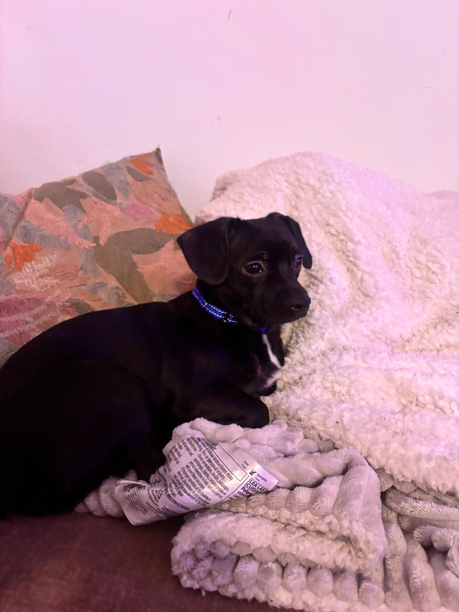 Ted, a ADOPTABLE mixed breed in Lake Worth, FL image 2/4