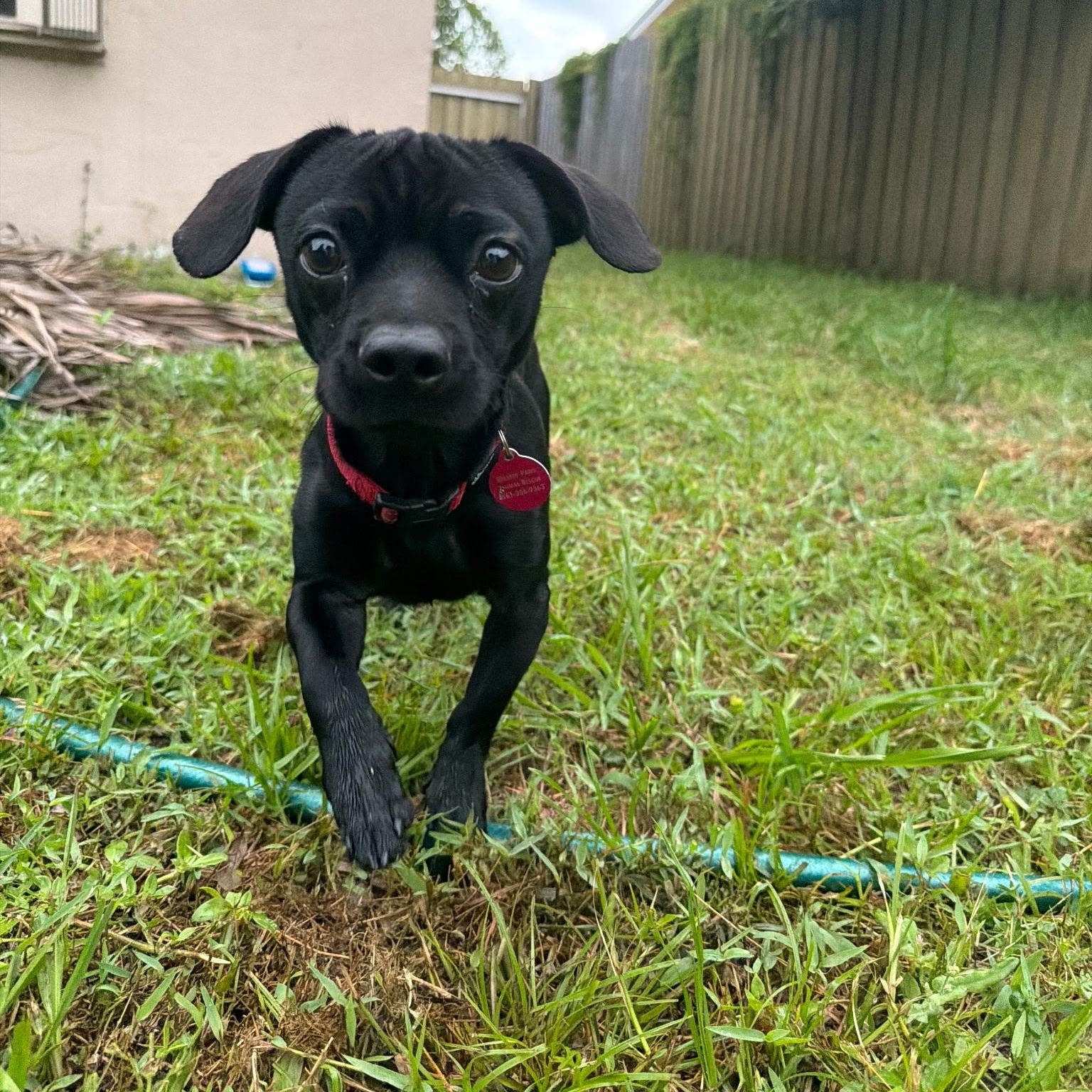 Ted, ADOPTABLE, Young Male Chihuahua & Pug.