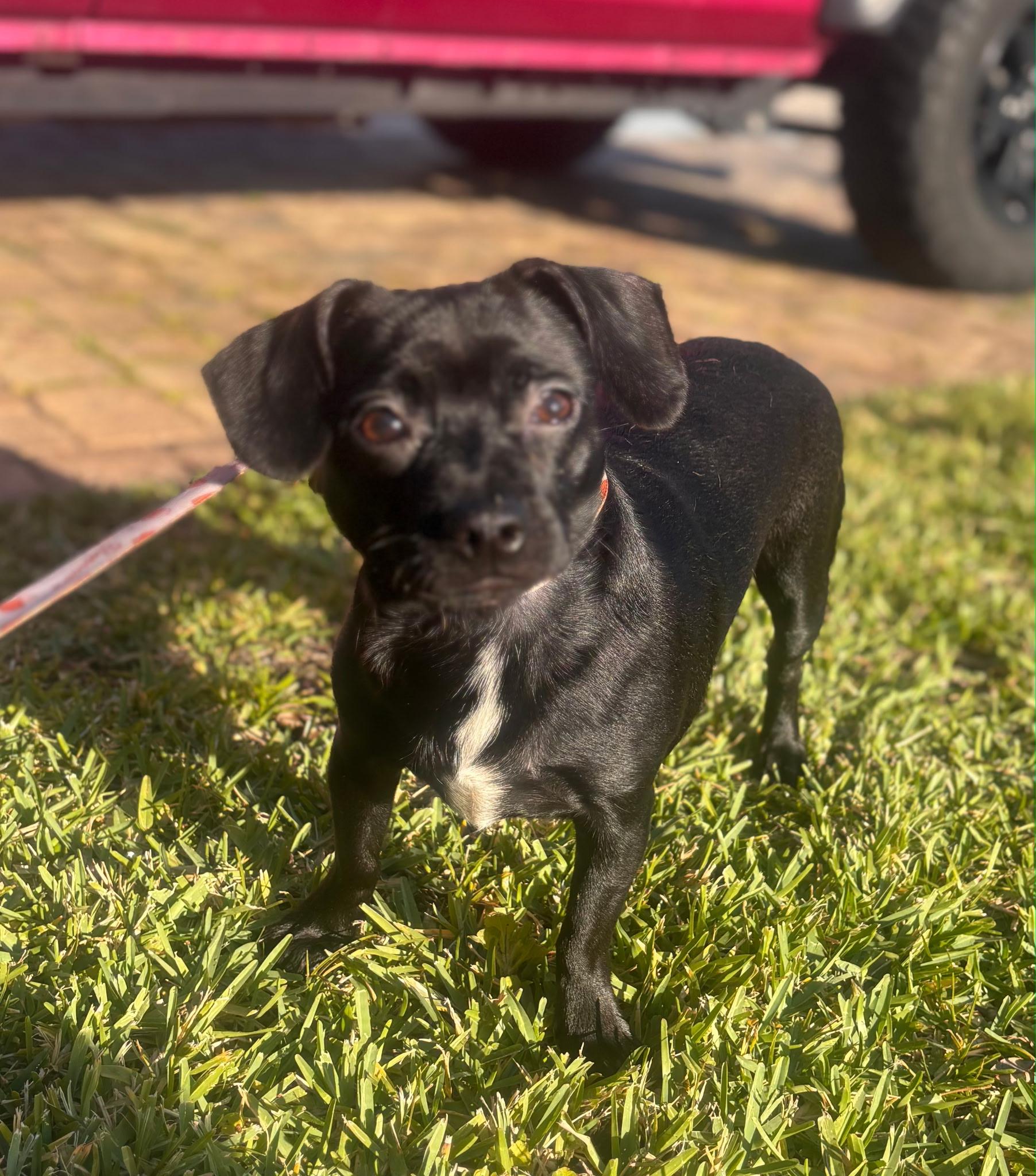 Ted, a ADOPTABLE mixed breed in Lake Worth, FL image 3/4
