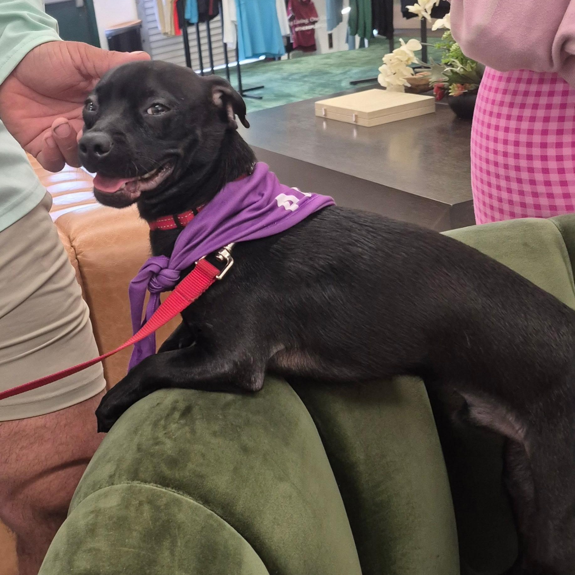 Ted, a ADOPTABLE mixed breed in Lake Worth, FL image 1/4