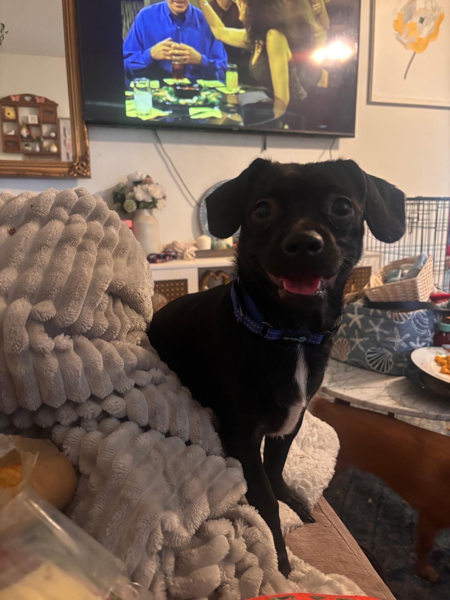 Ted, a ADOPTABLE mixed breed in Lake Worth, FL image 4/4