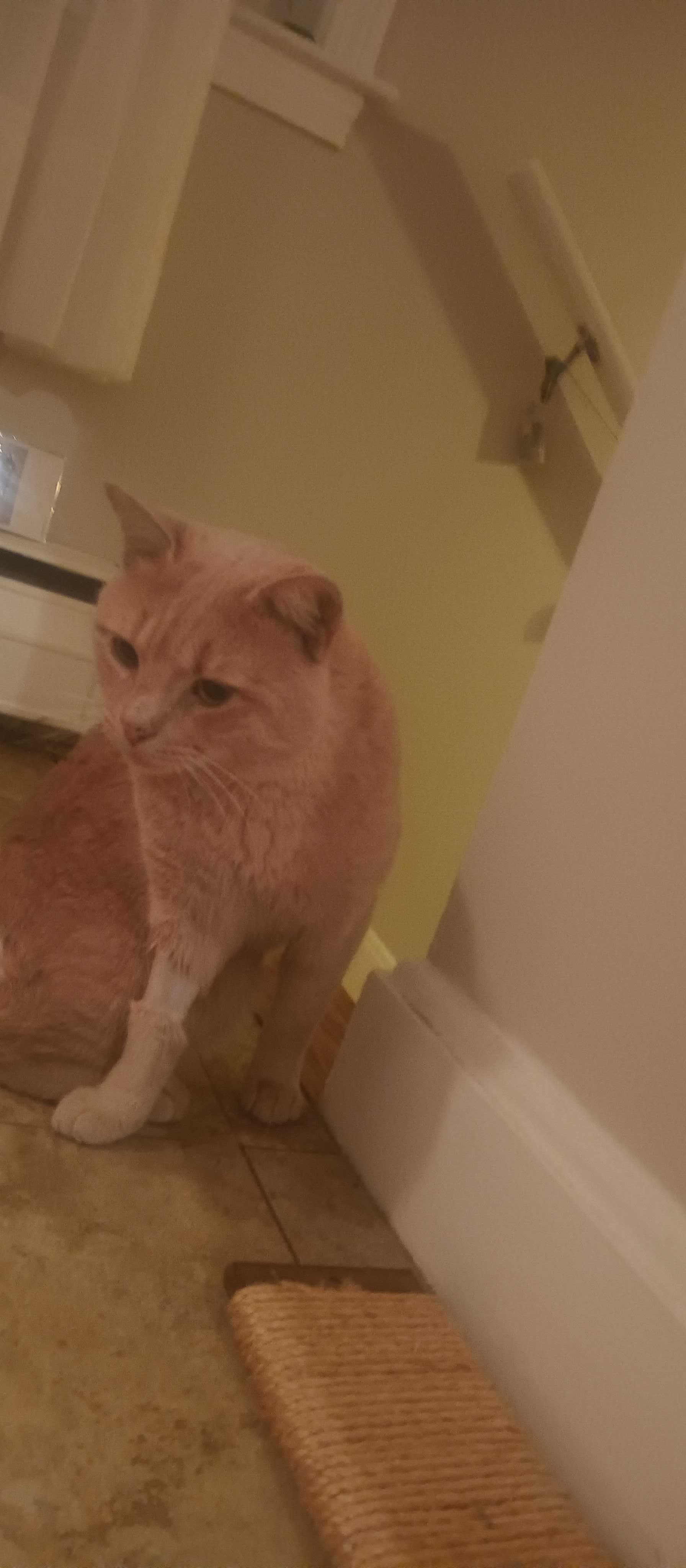 Enlarge Berlin, a Adoptable Domestic Short Hair in Waltham, MA image 4/5