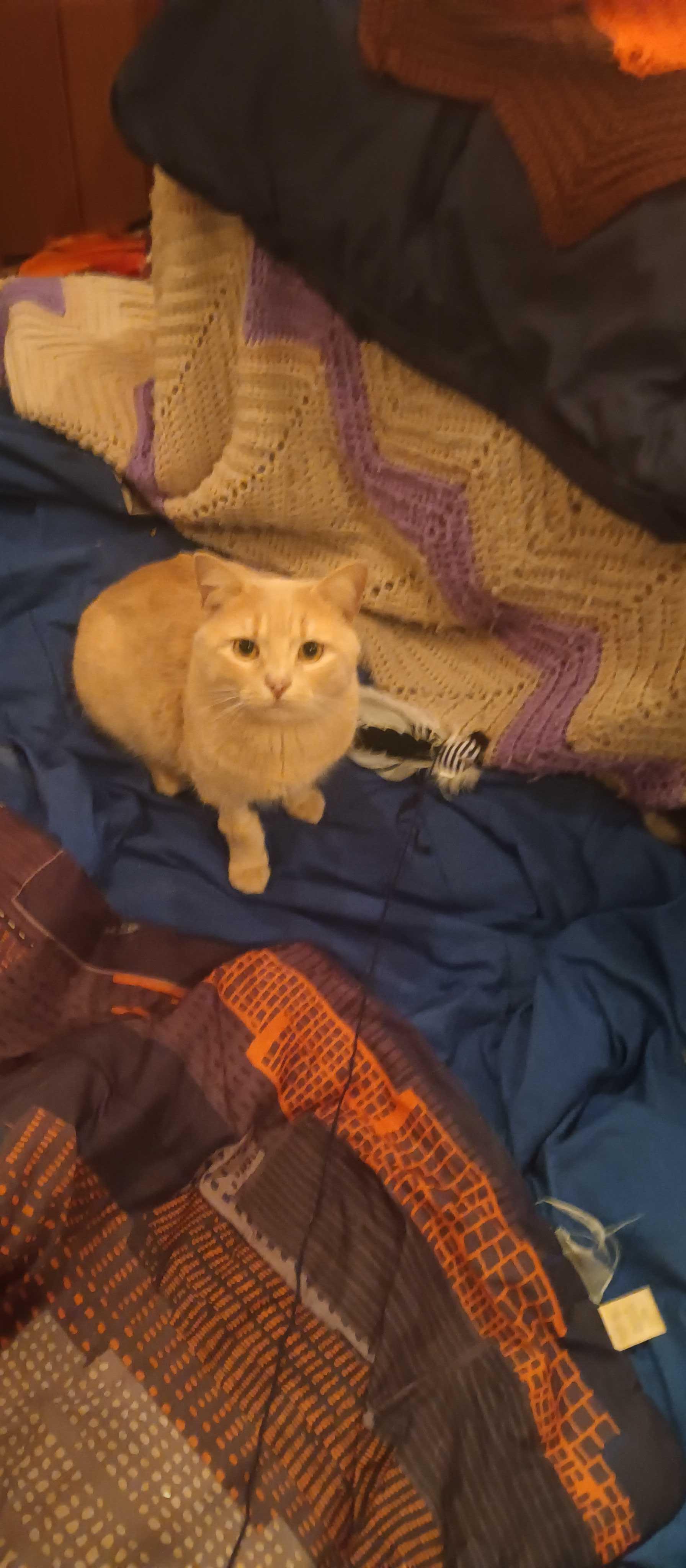 Enlarge Berlin, a Adoptable Domestic Short Hair in Waltham, MA image 3/5