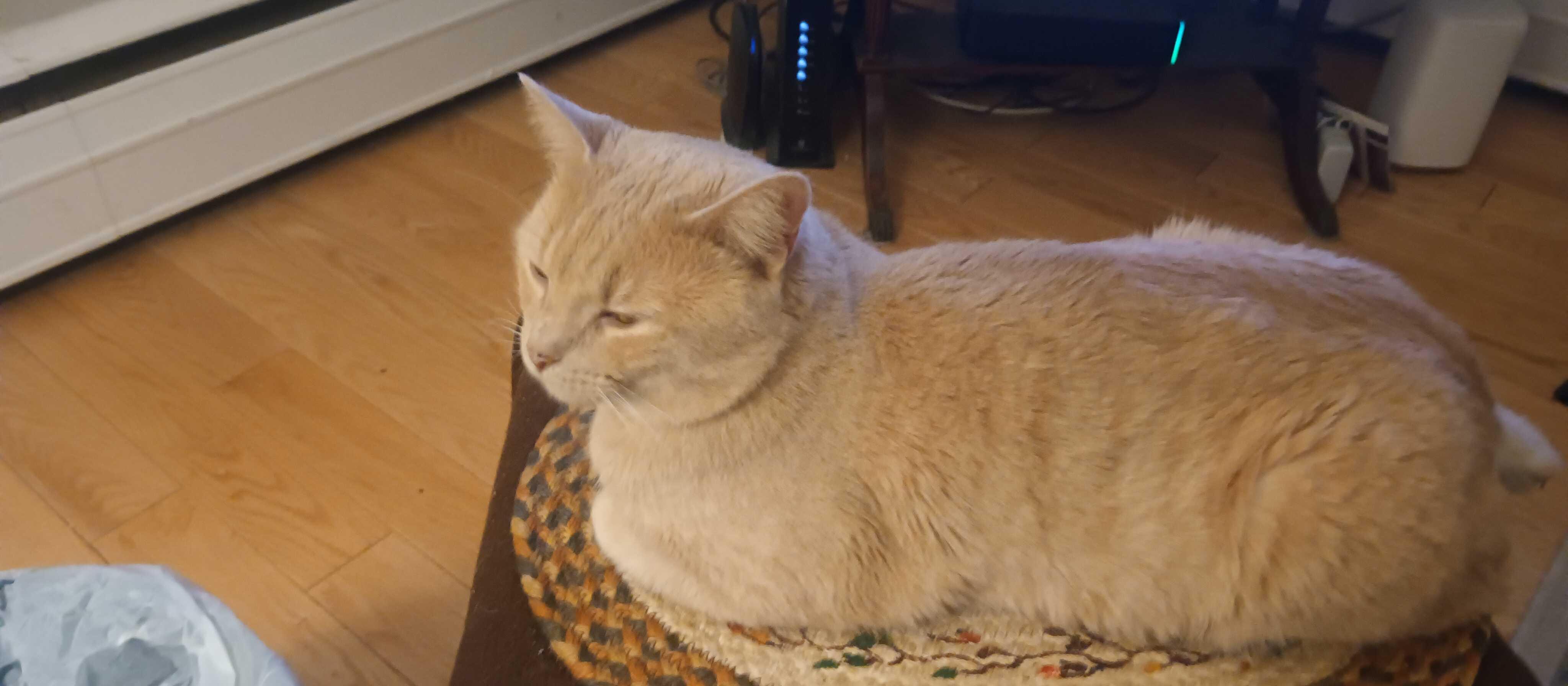 Enlarge Berlin, a Adoptable Domestic Short Hair in Waltham, MA image 1/5