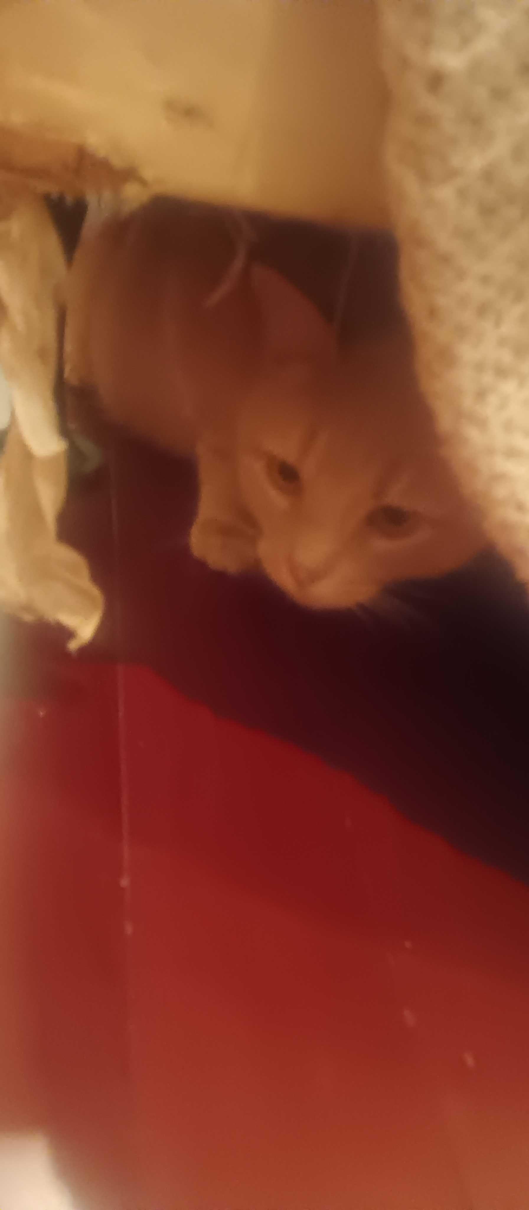 Enlarge Berlin, a Adoptable Domestic Short Hair in Waltham, MA image 5/5