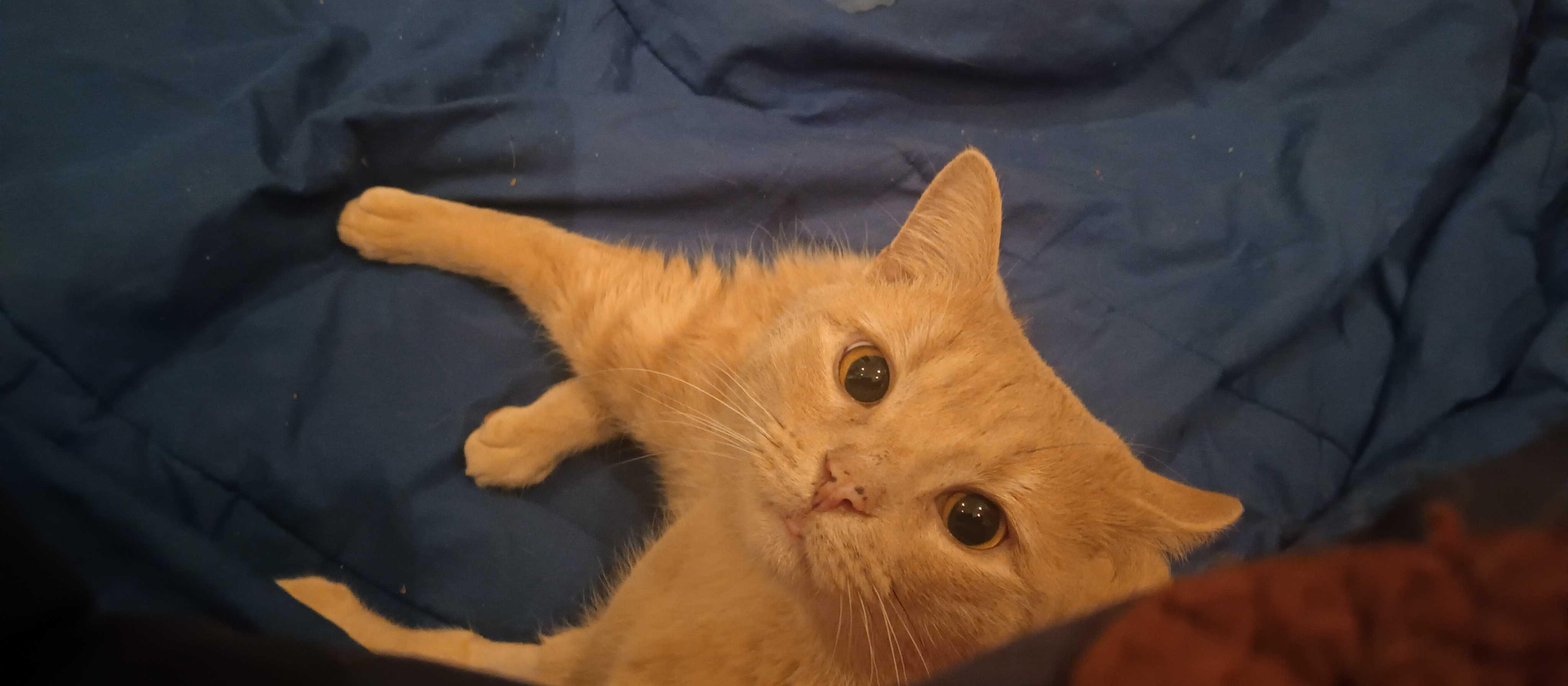 Enlarge Berlin, a Adoptable Domestic Short Hair in Waltham, MA image 2/5