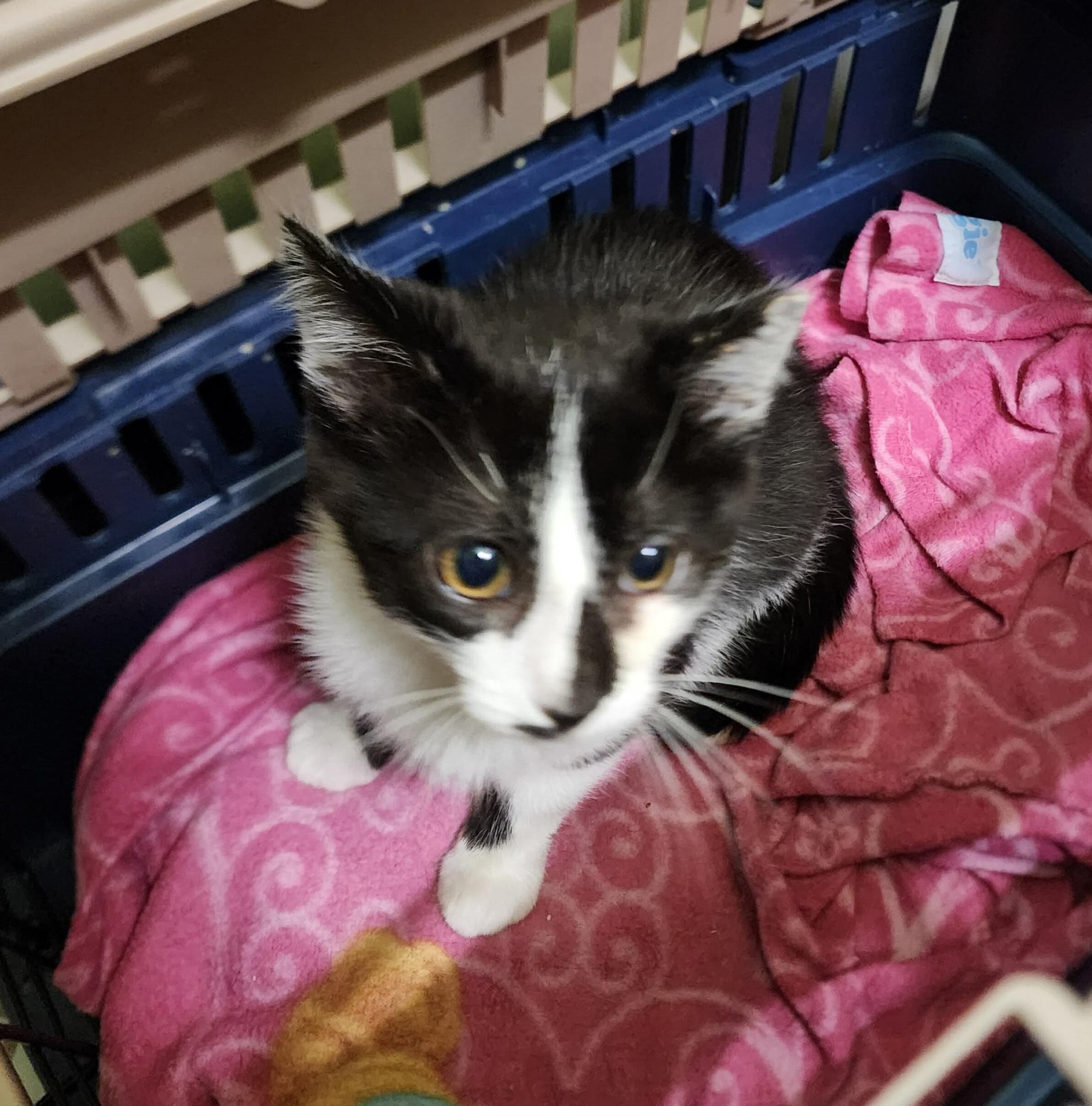 Libbi, Adoptable, Kitten Female Domestic Short Hair.