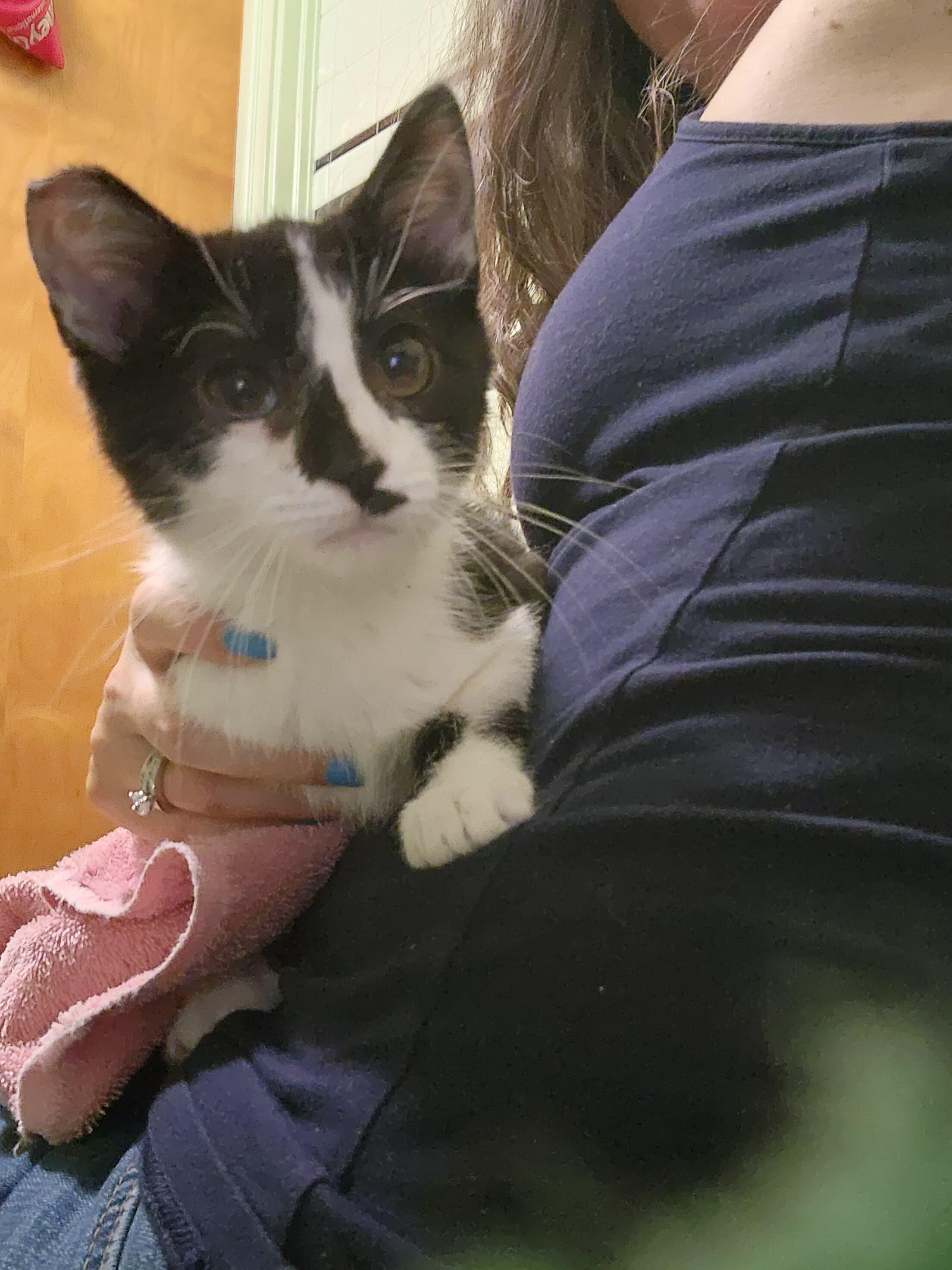 Libbi, a Adoptable mixed breed in Chicago, IL image 2/5