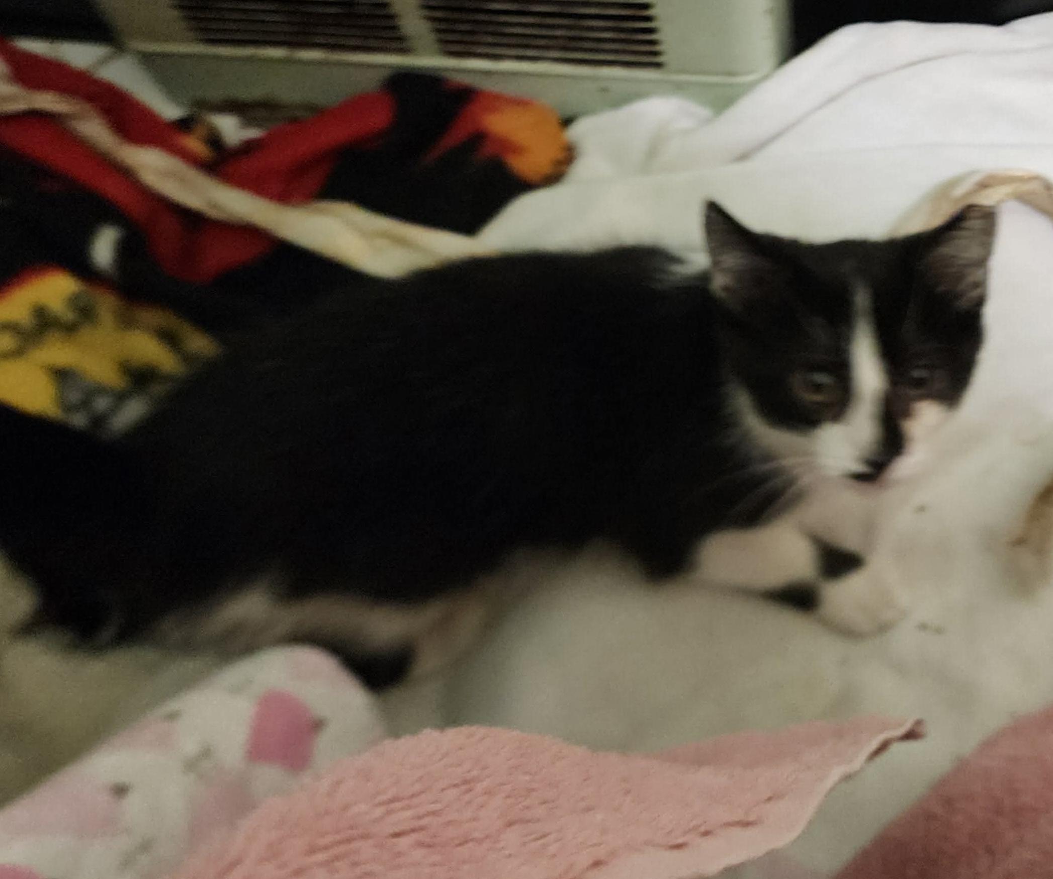 Libbi, a Adoptable mixed breed in Chicago, IL image 3/5