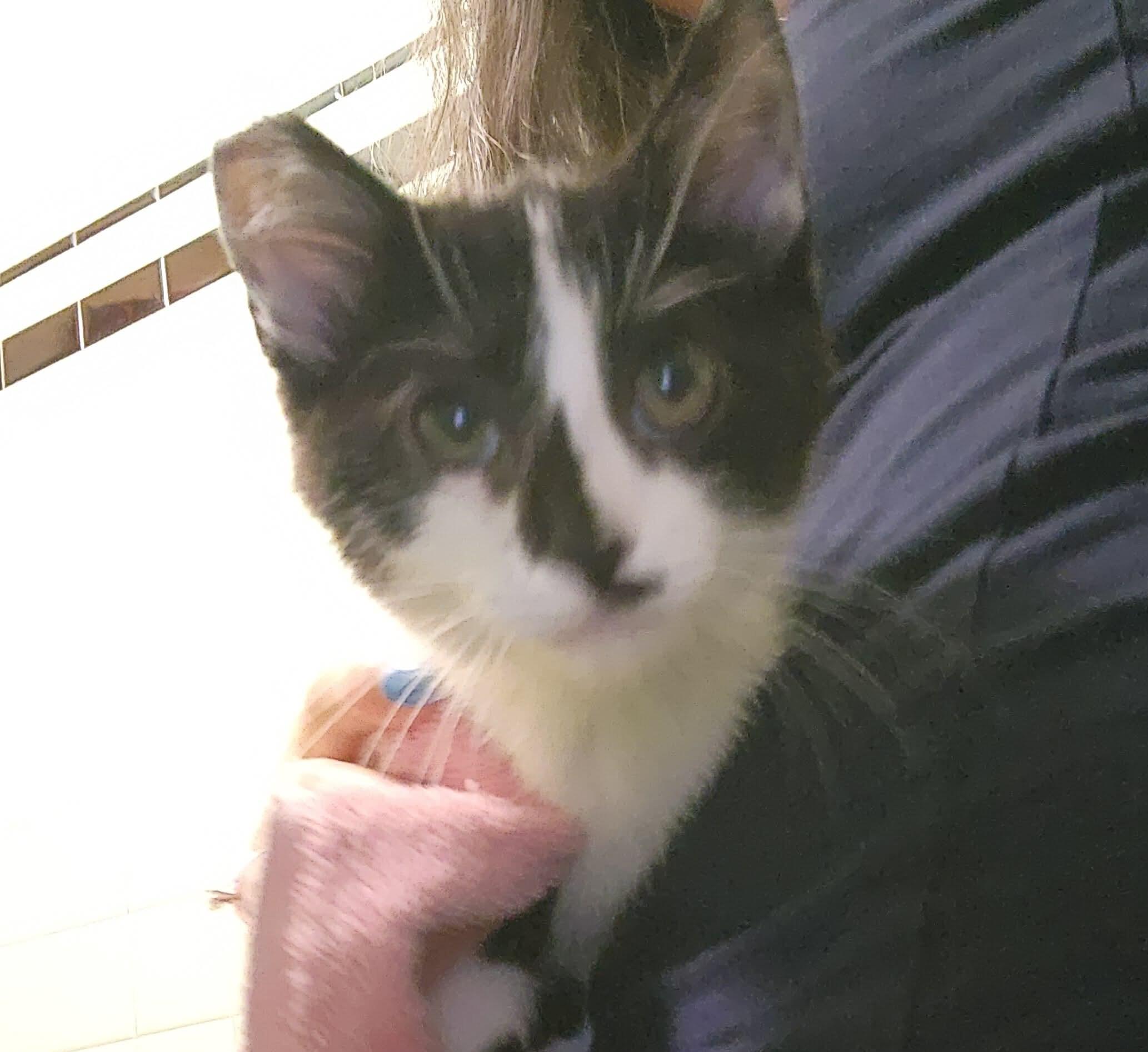 Libbi, a Adoptable mixed breed in Chicago, IL image 4/5