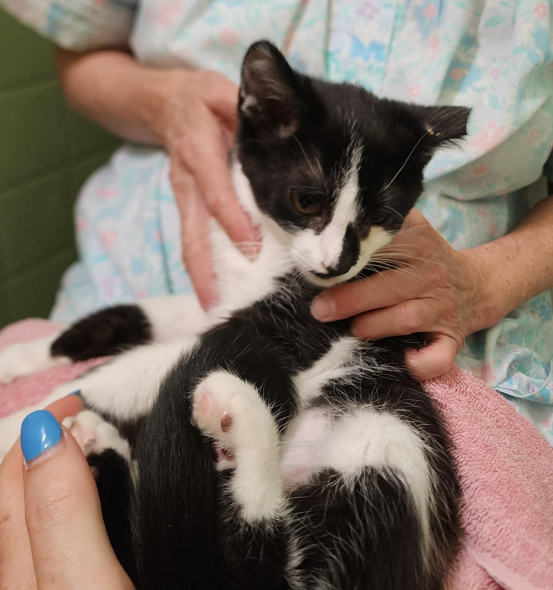 Libbi, a Adoptable mixed breed in Chicago, IL image 5/5