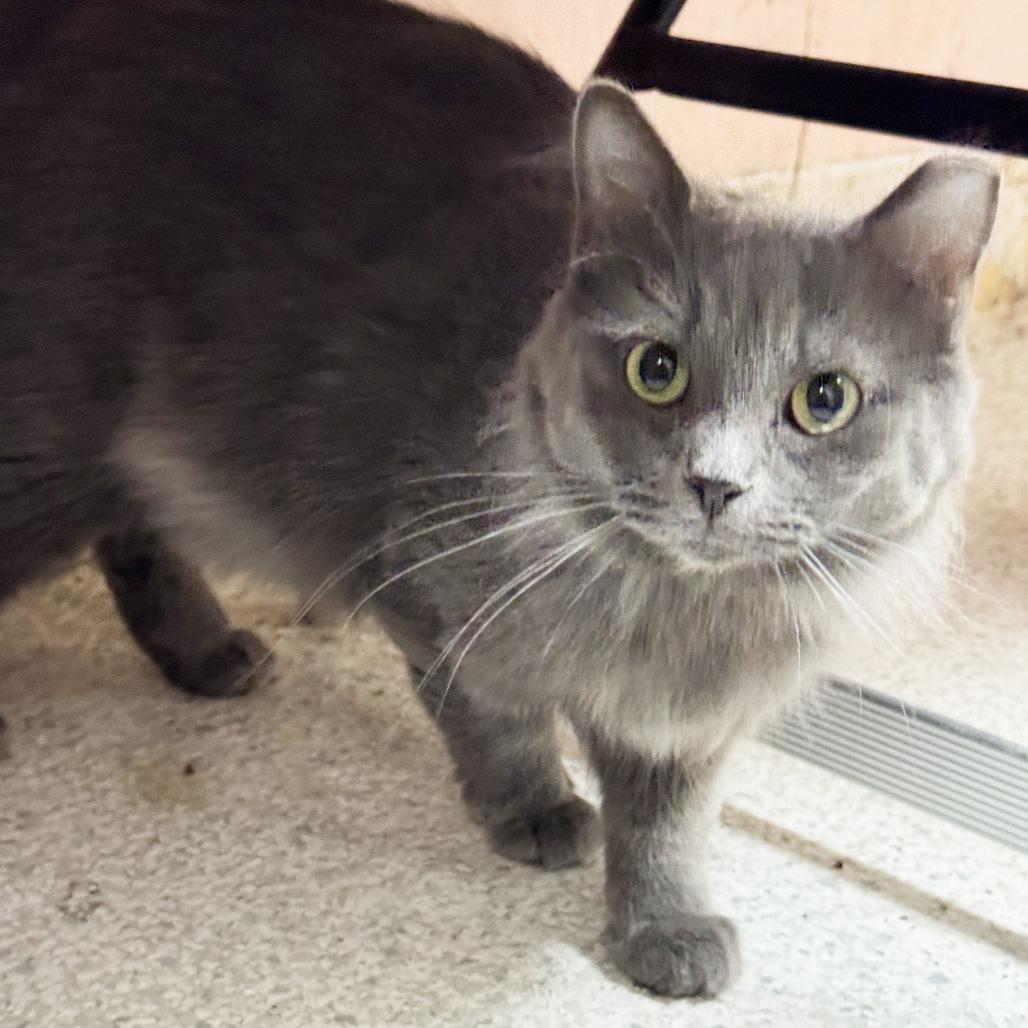 Enlarge Avery, a Adoptable Domestic Long Hair in Mount Juliet, TN image 2/3