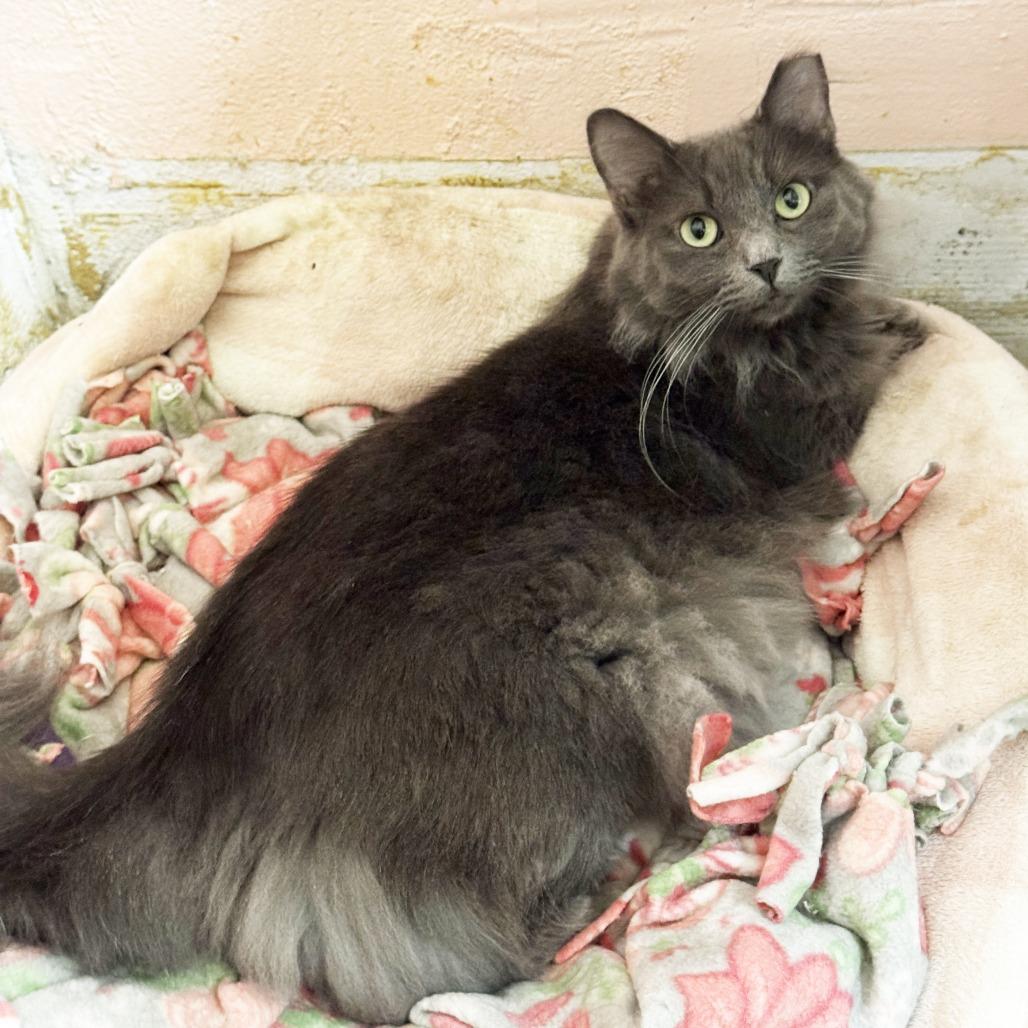 Avery, Adoptable, Adult Female Domestic Long Hair.