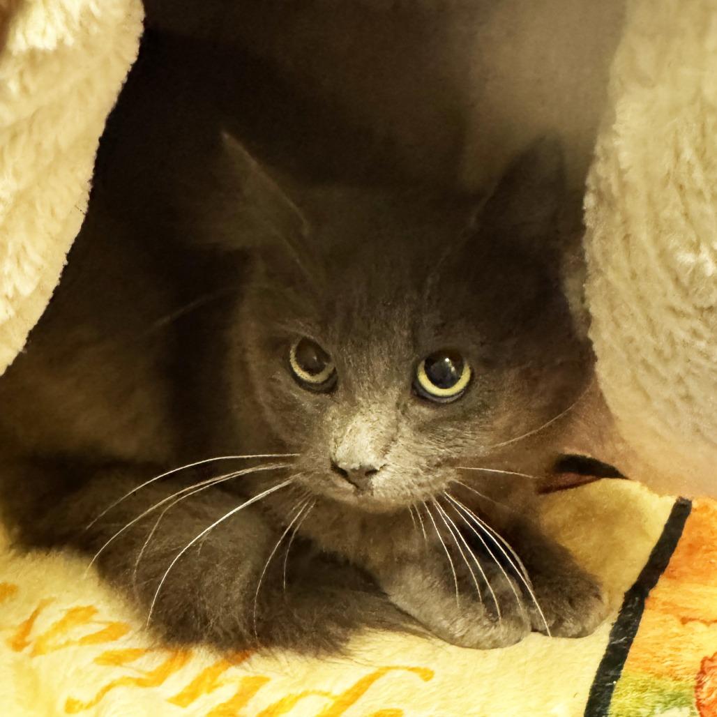 Enlarge Avery, a Adoptable Domestic Long Hair in Mount Juliet, TN image 3/3